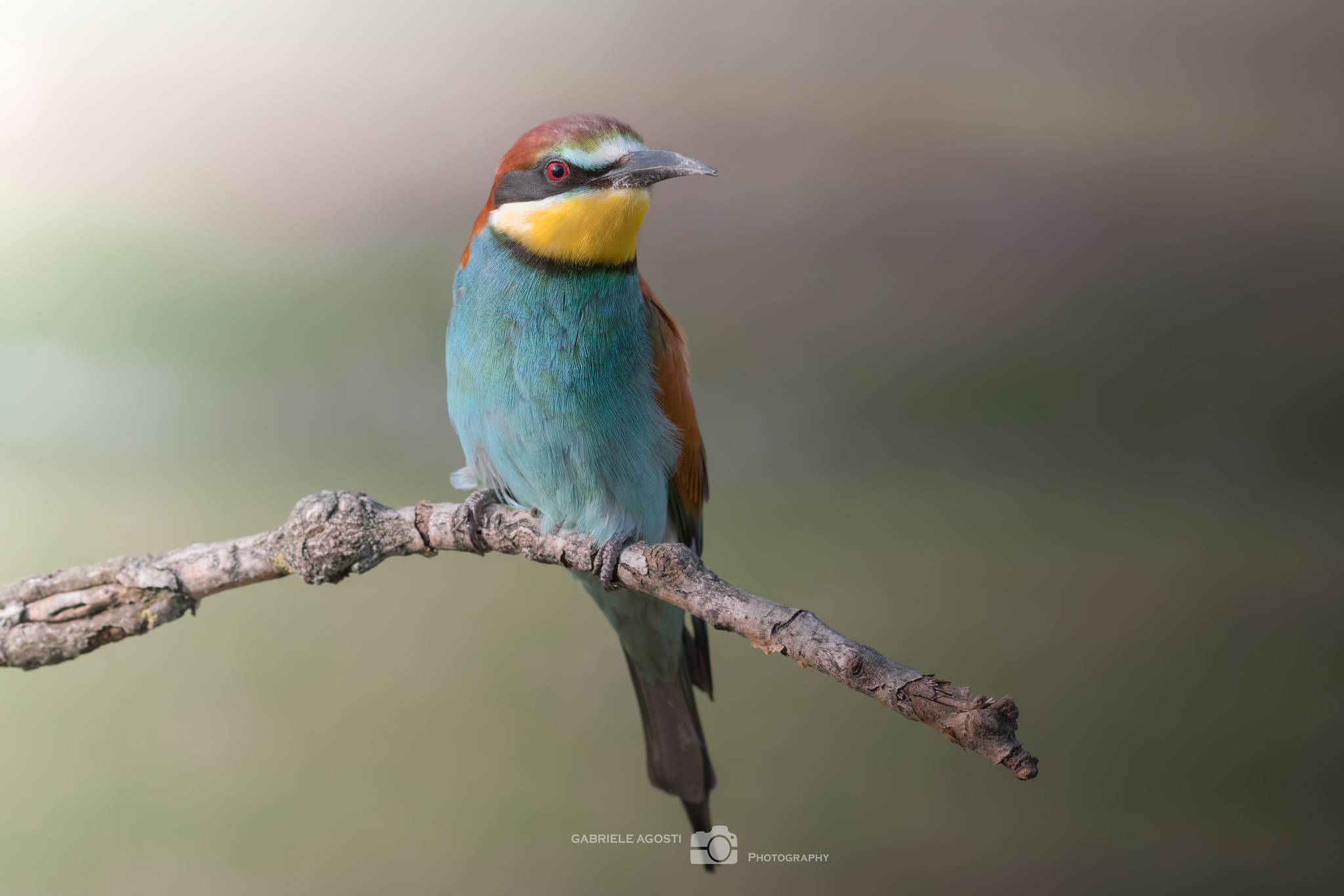 Bee-eater
