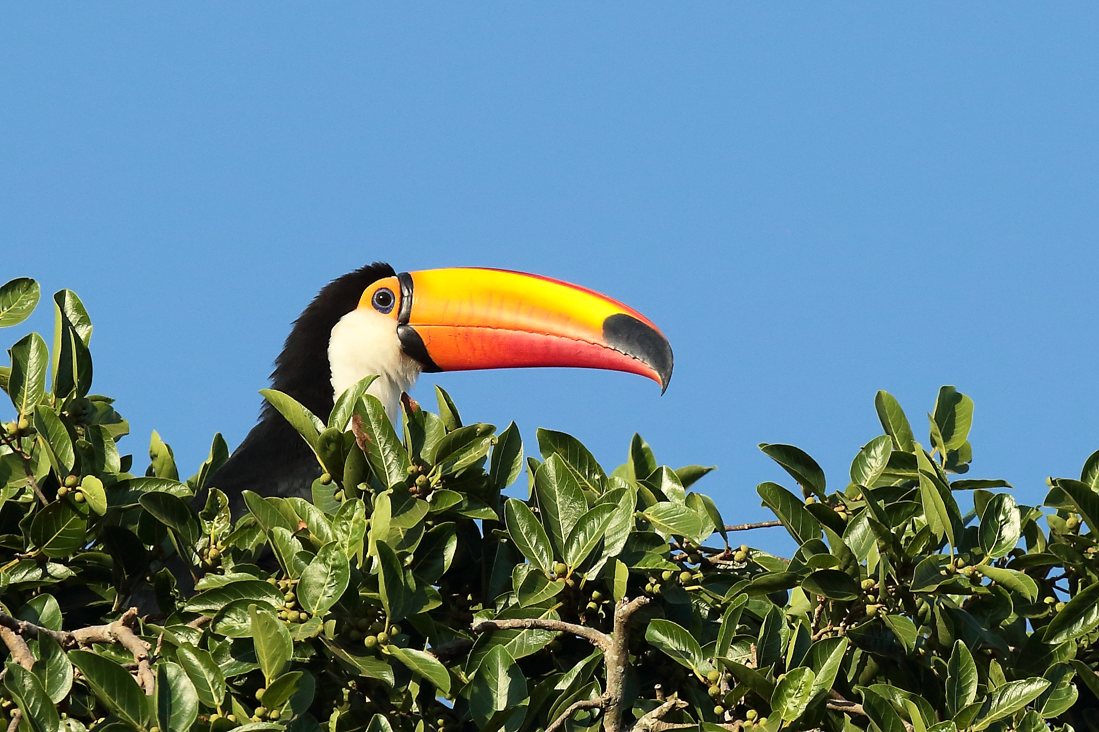 Tucano - Mato Grosso Ago.2017