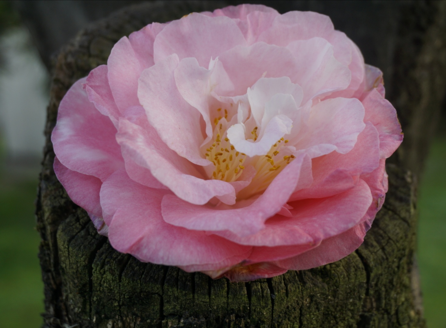 The Virgin Camellia