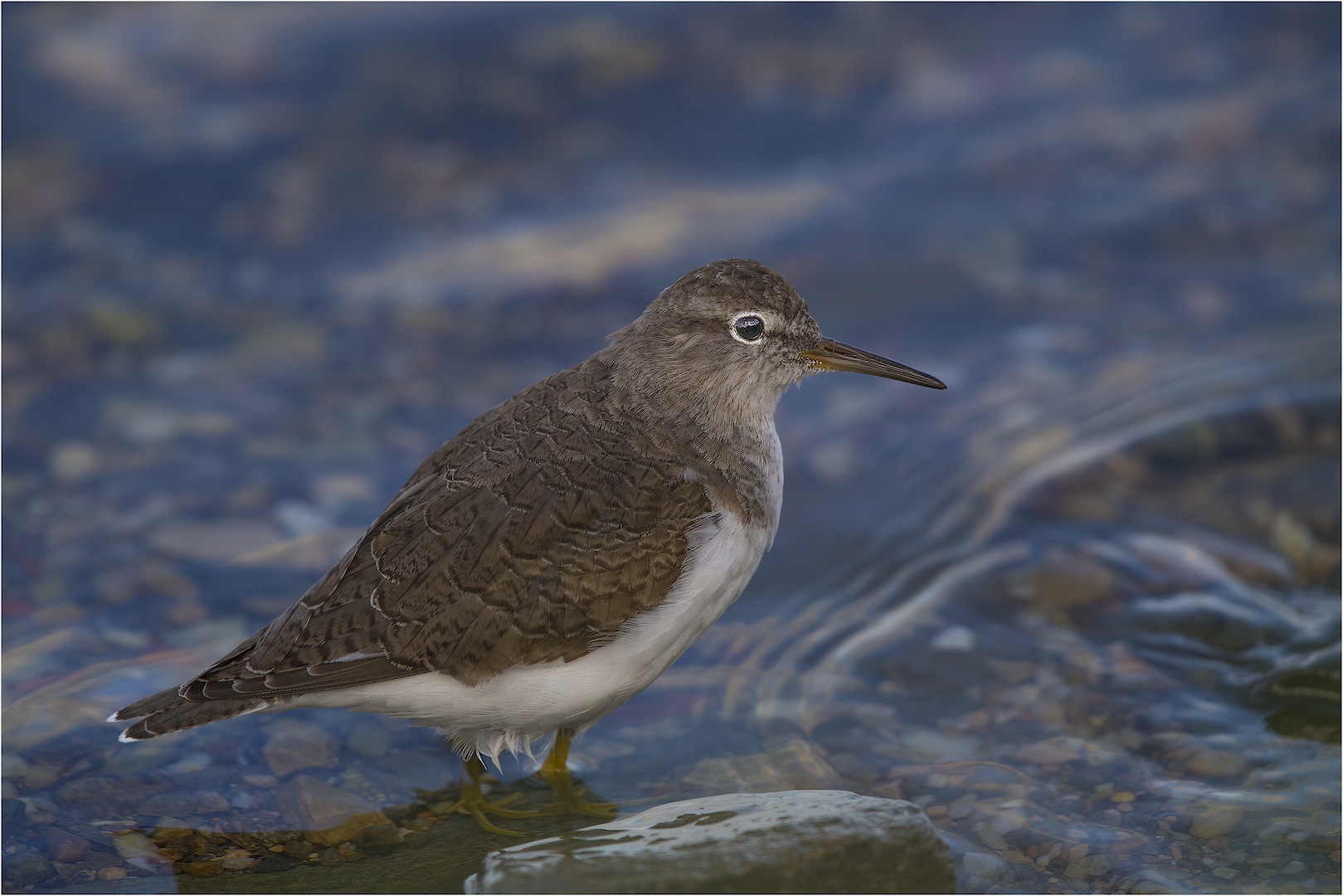 sandpiper