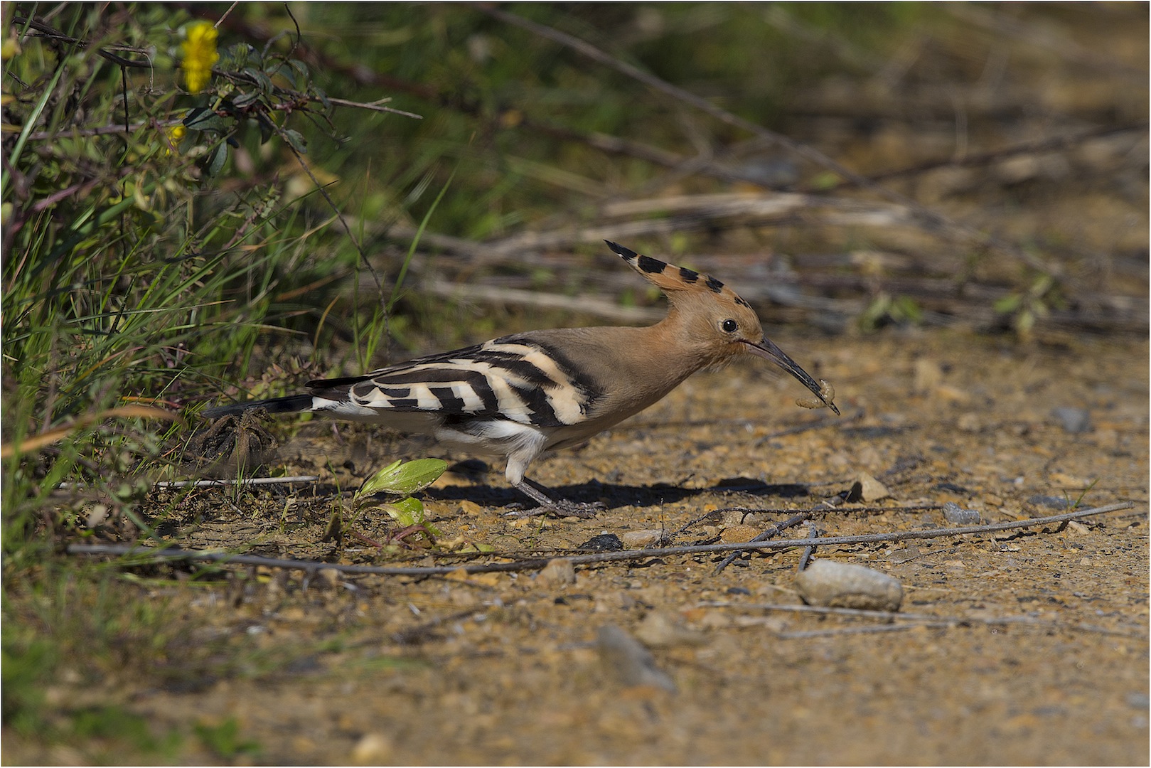 hoopoe with prey