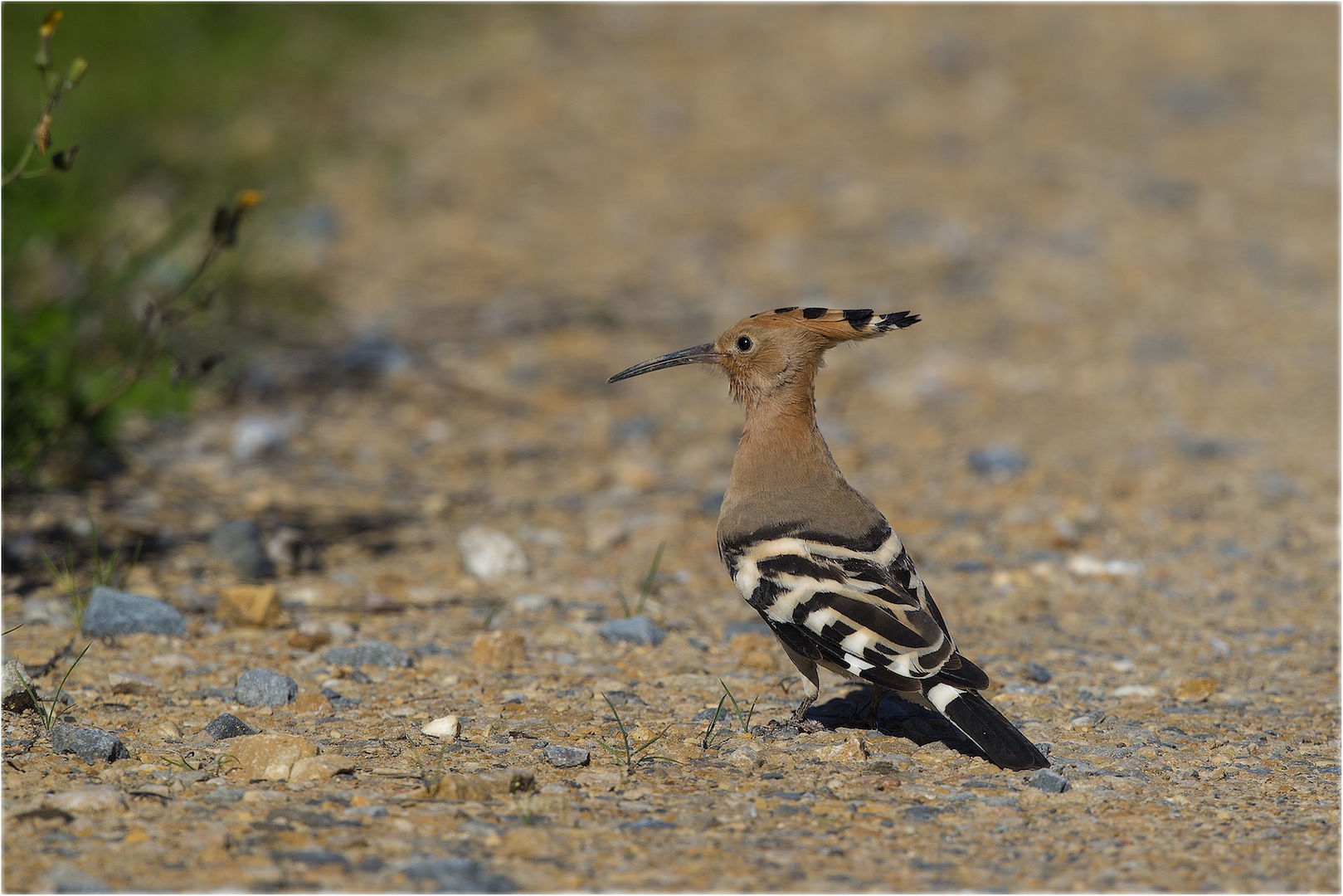 hoopoe