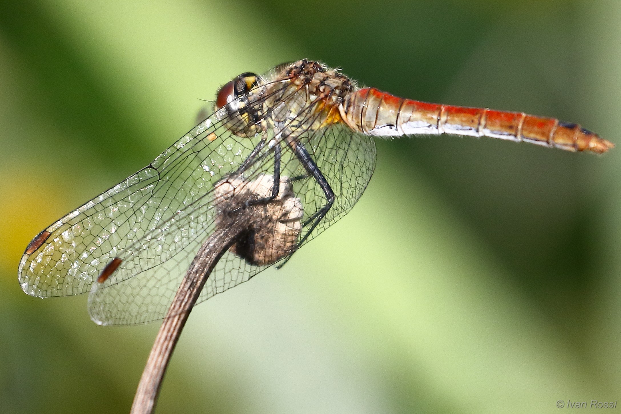 Sympetrum foscolombi