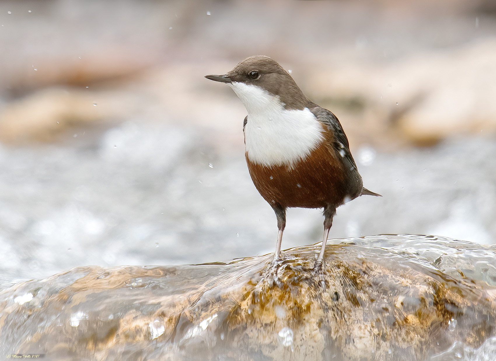 Merlo acquaiolo (Cinclus cinclus)