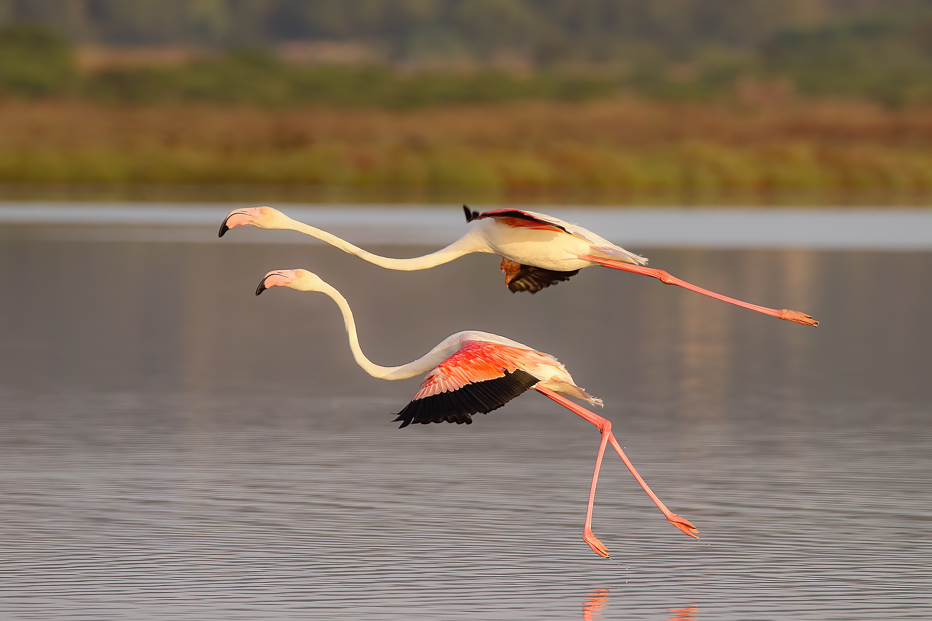 flamingoes