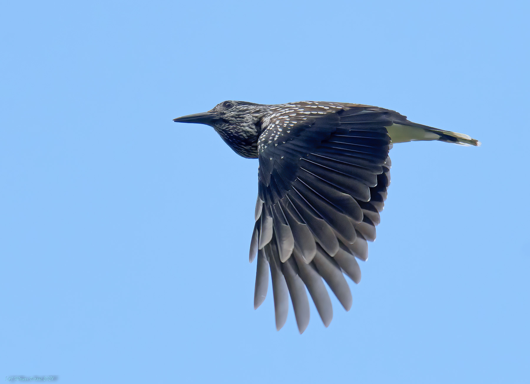 Nocciolaia (Nucifraga caryocatactes)