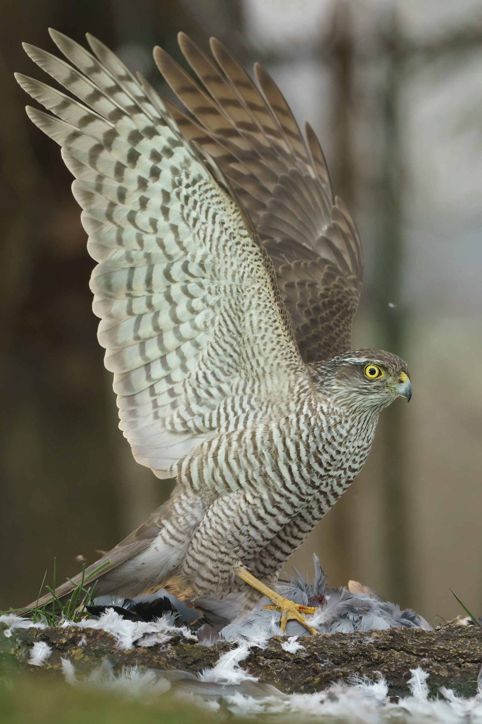 decollo con preda sparviero femmina