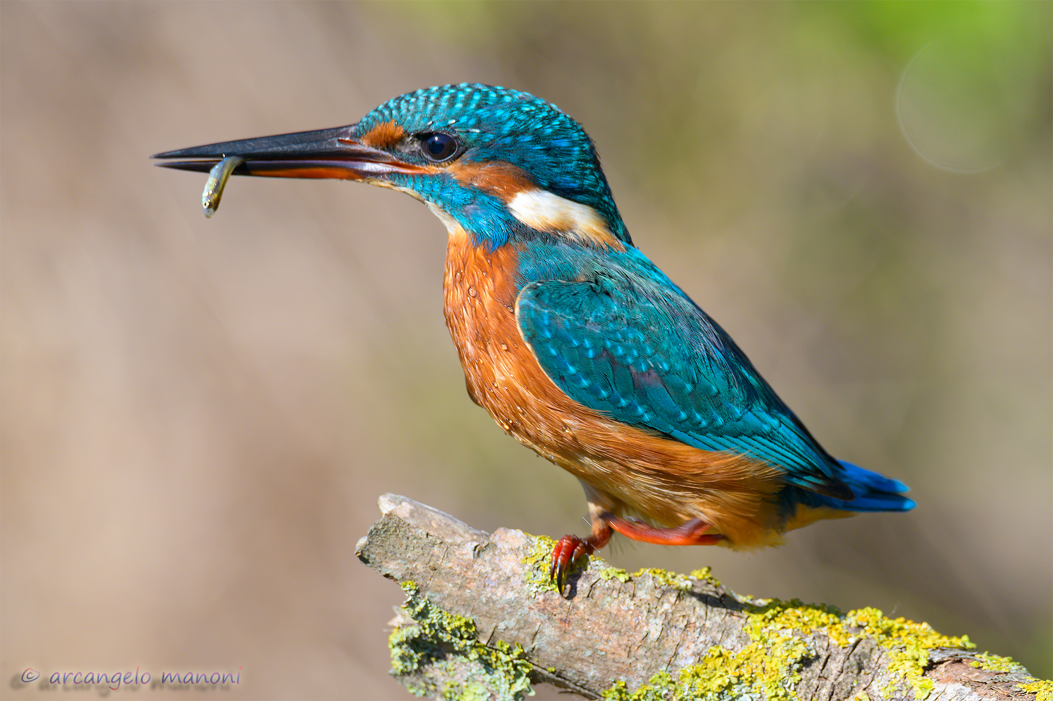 Lean booty for the martina
