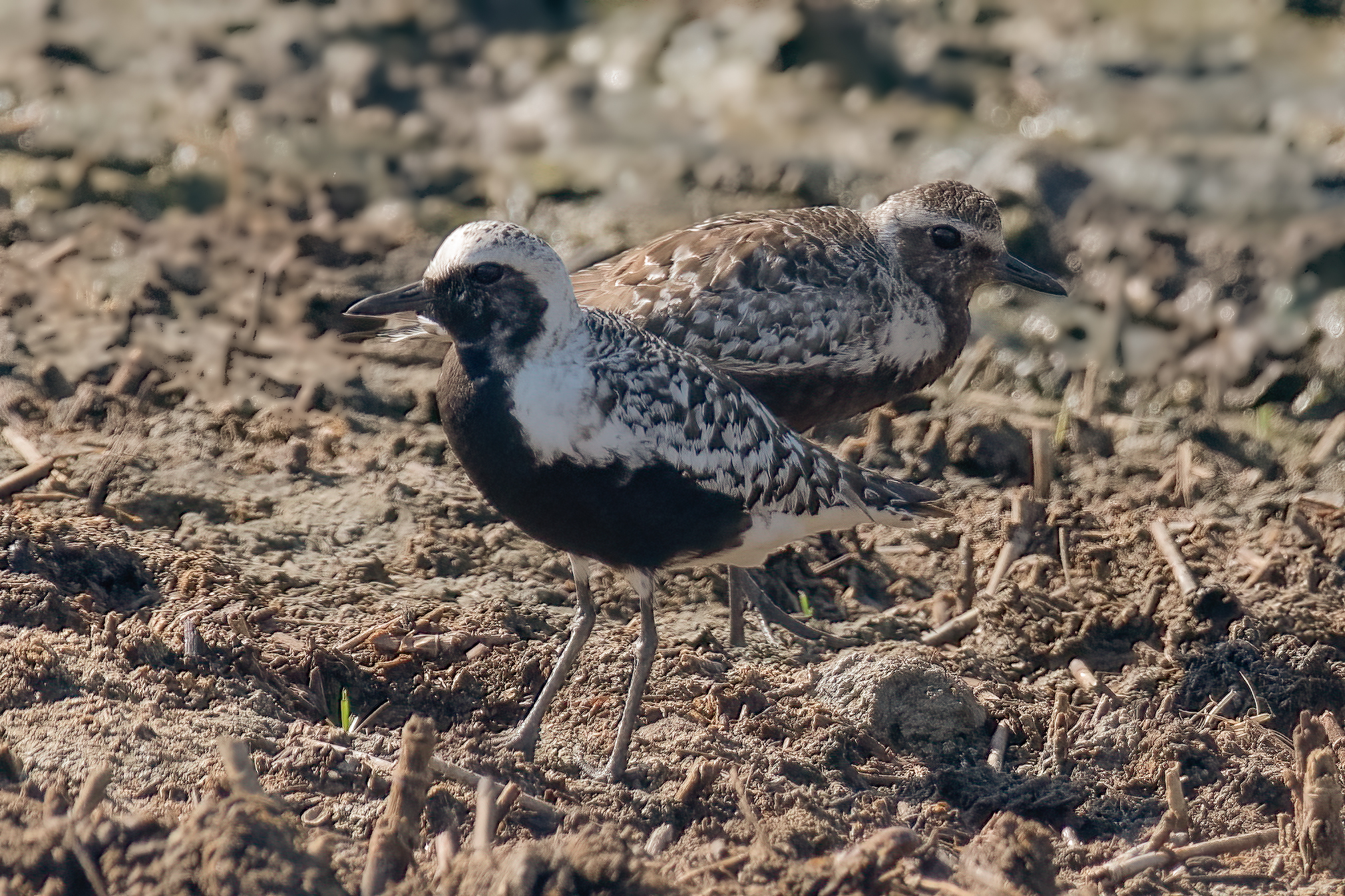 Coppia di Pivieresse