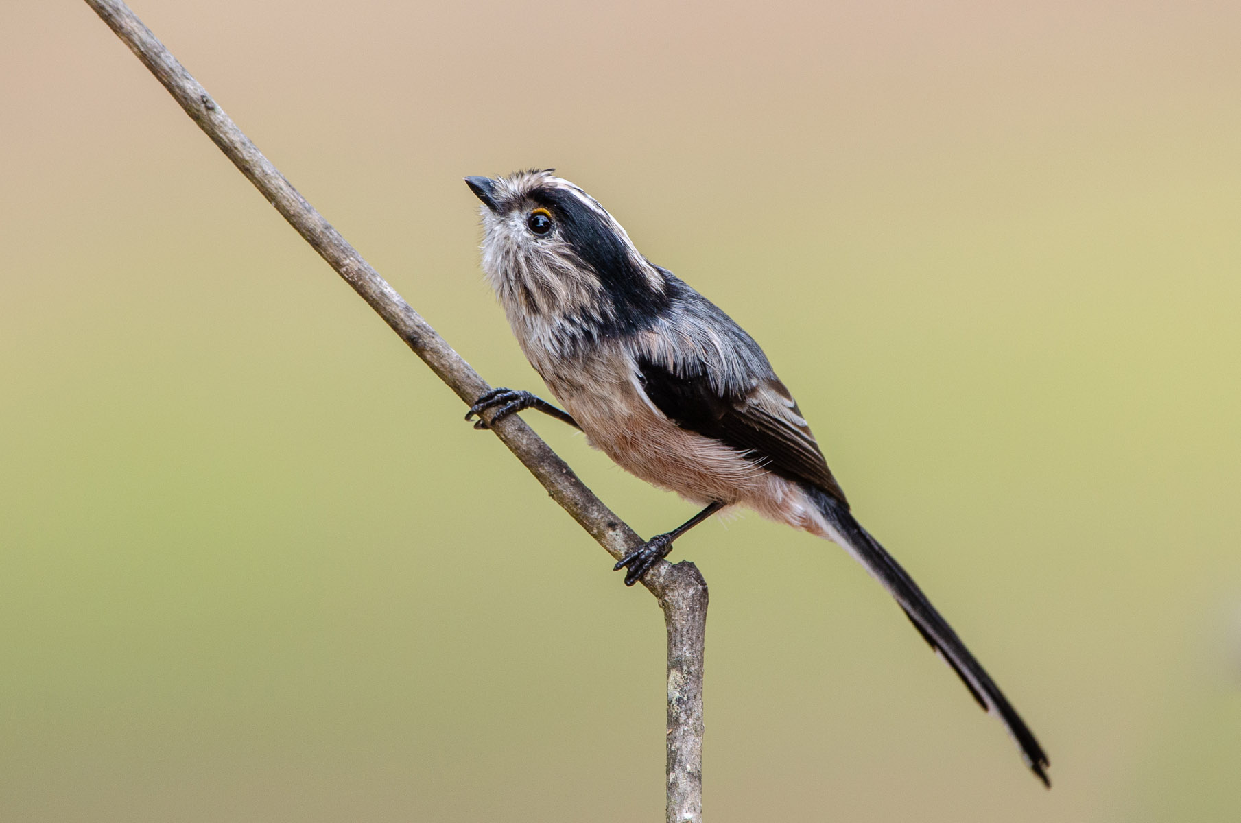 Long tail tit