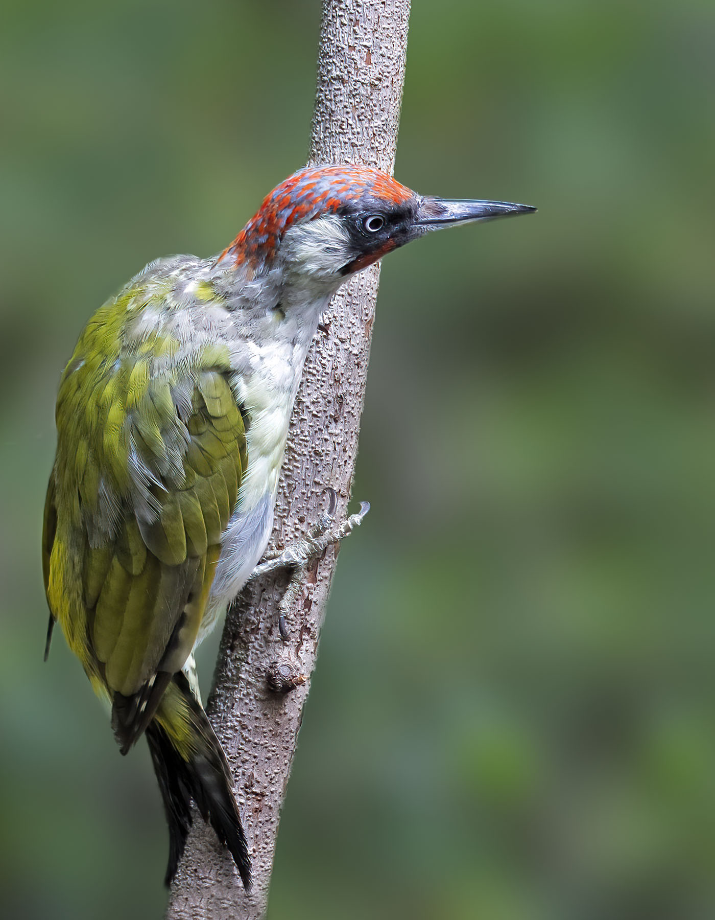 Picchio verde maschio