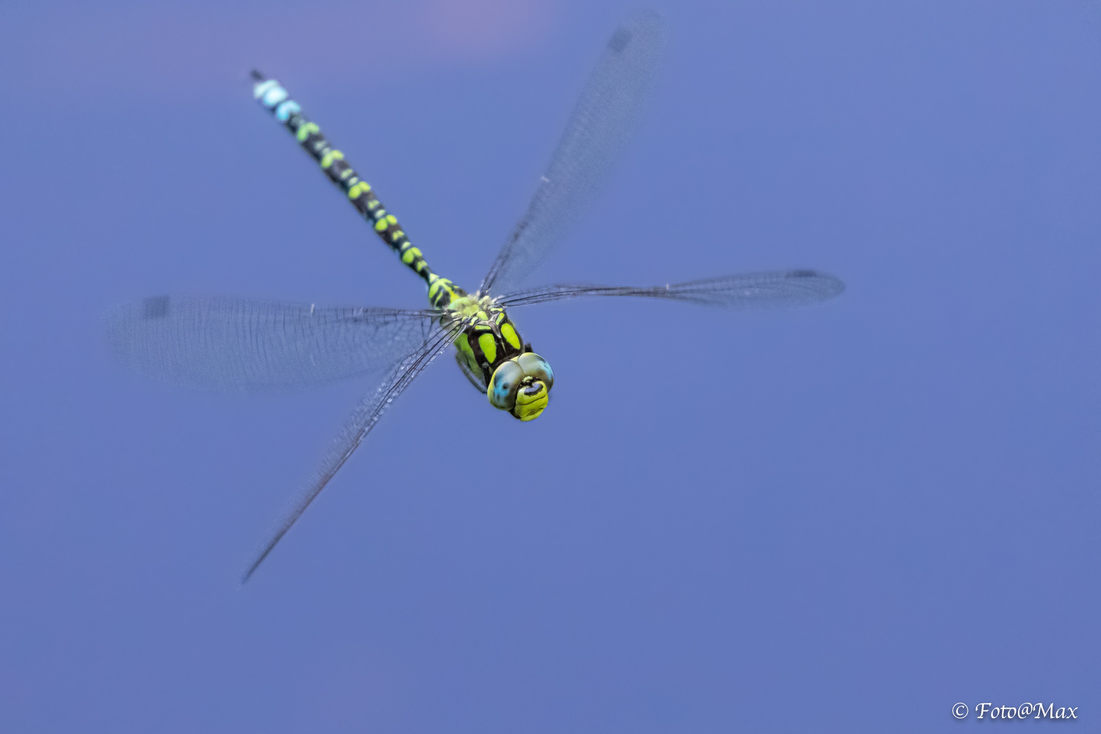 Libellula in volo