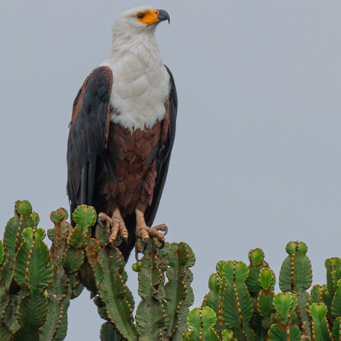 African fish Eagle