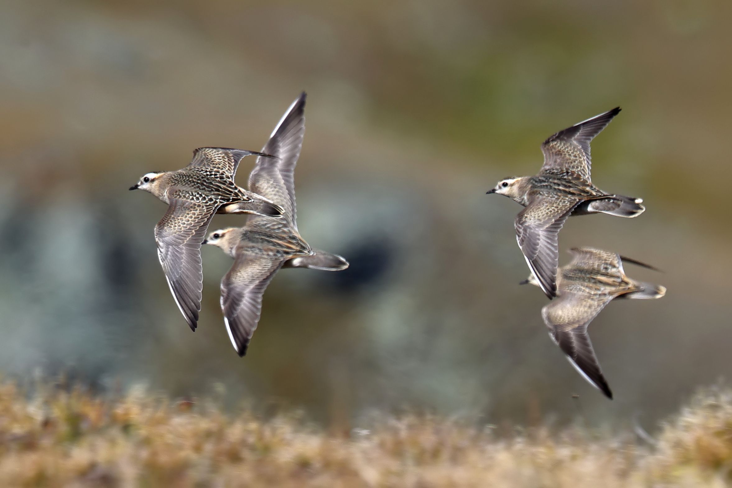Pivieri tortolini in volo