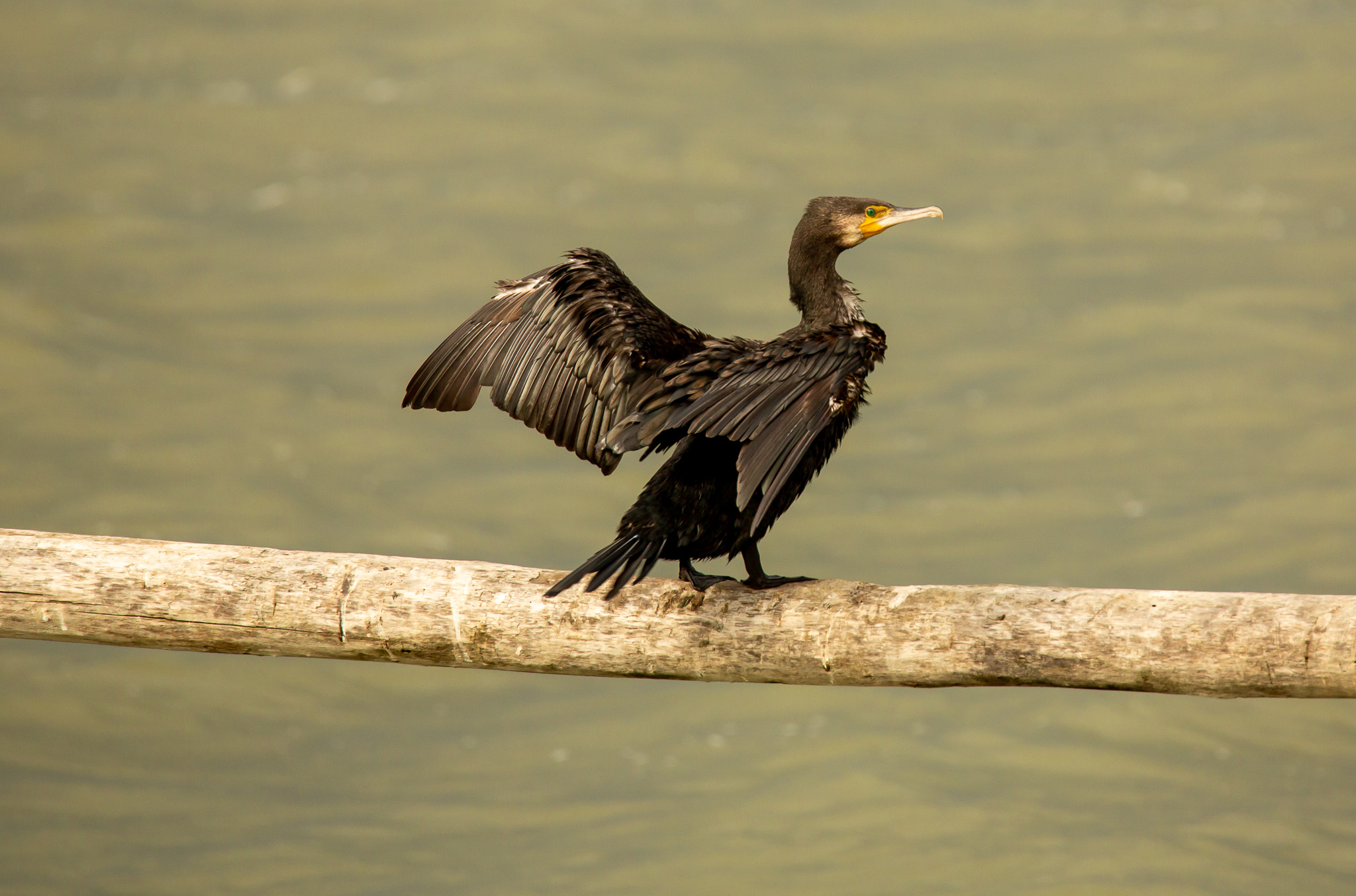 Cormorano