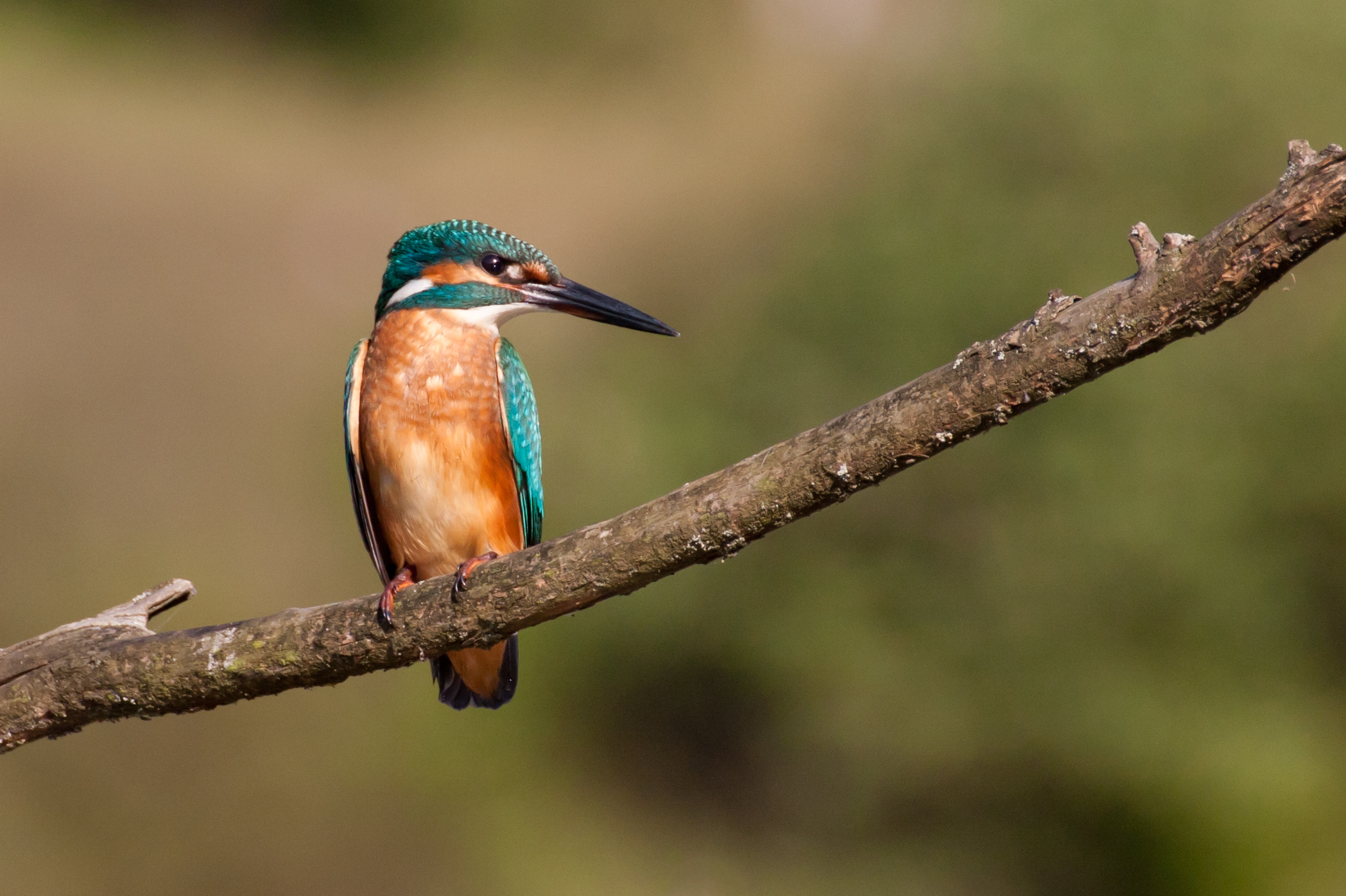 Portrait of a Kingfisher