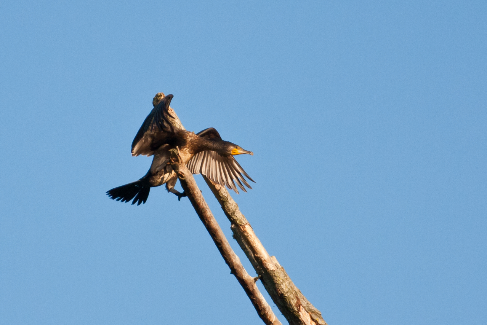 The clumsy landing attempt of a Cormorant