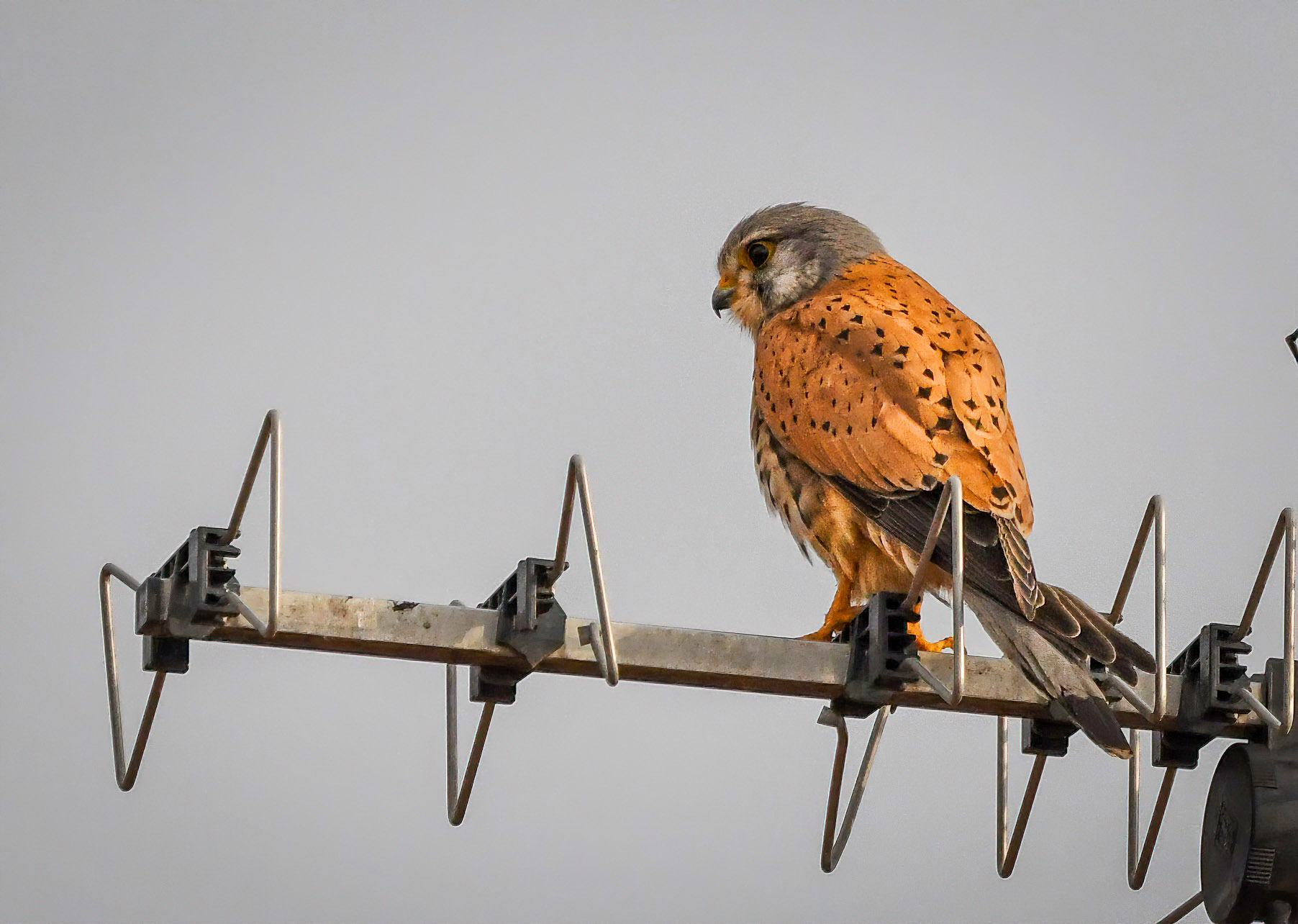 Cosa c'è stasera in TV ?