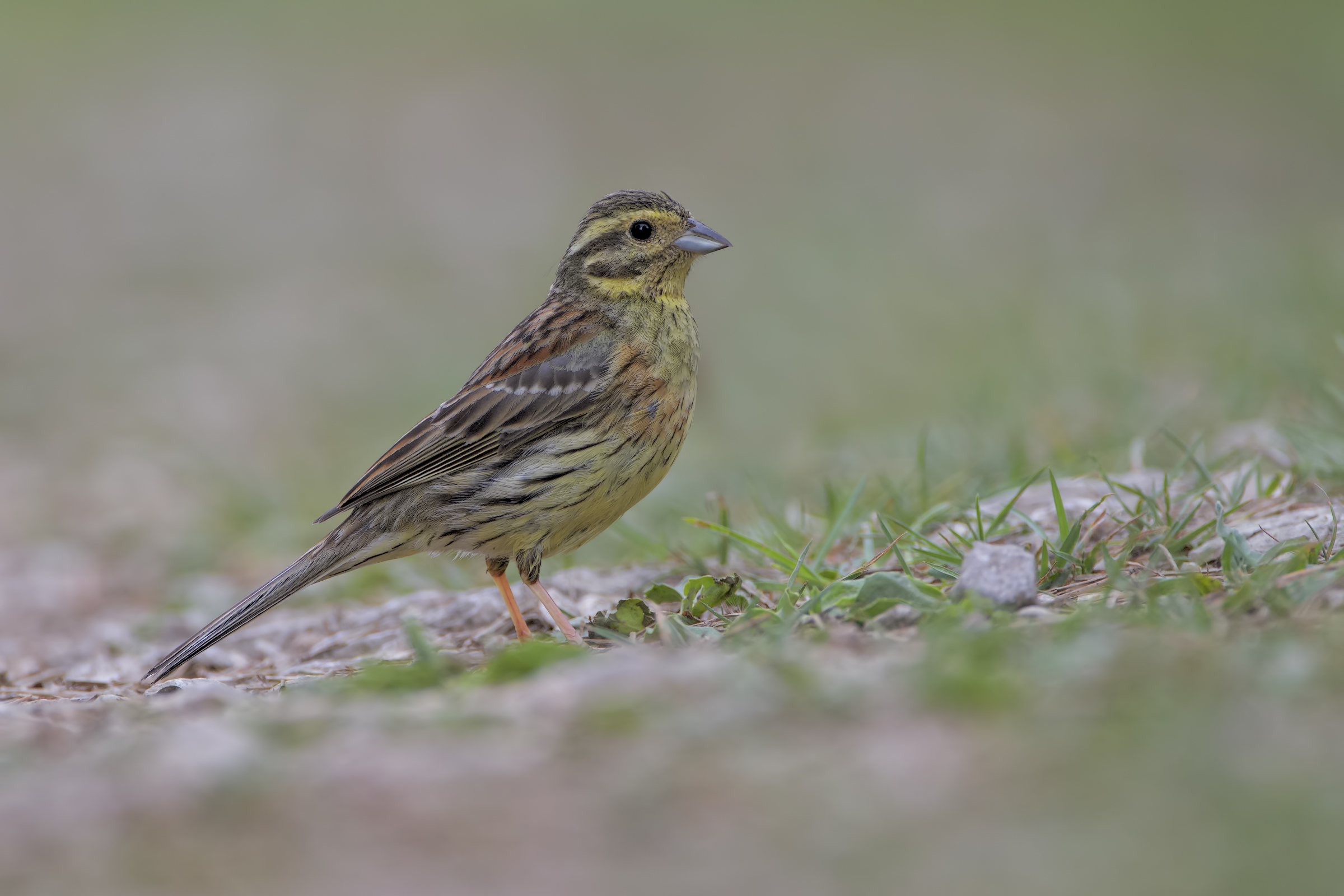 Cirl bunting