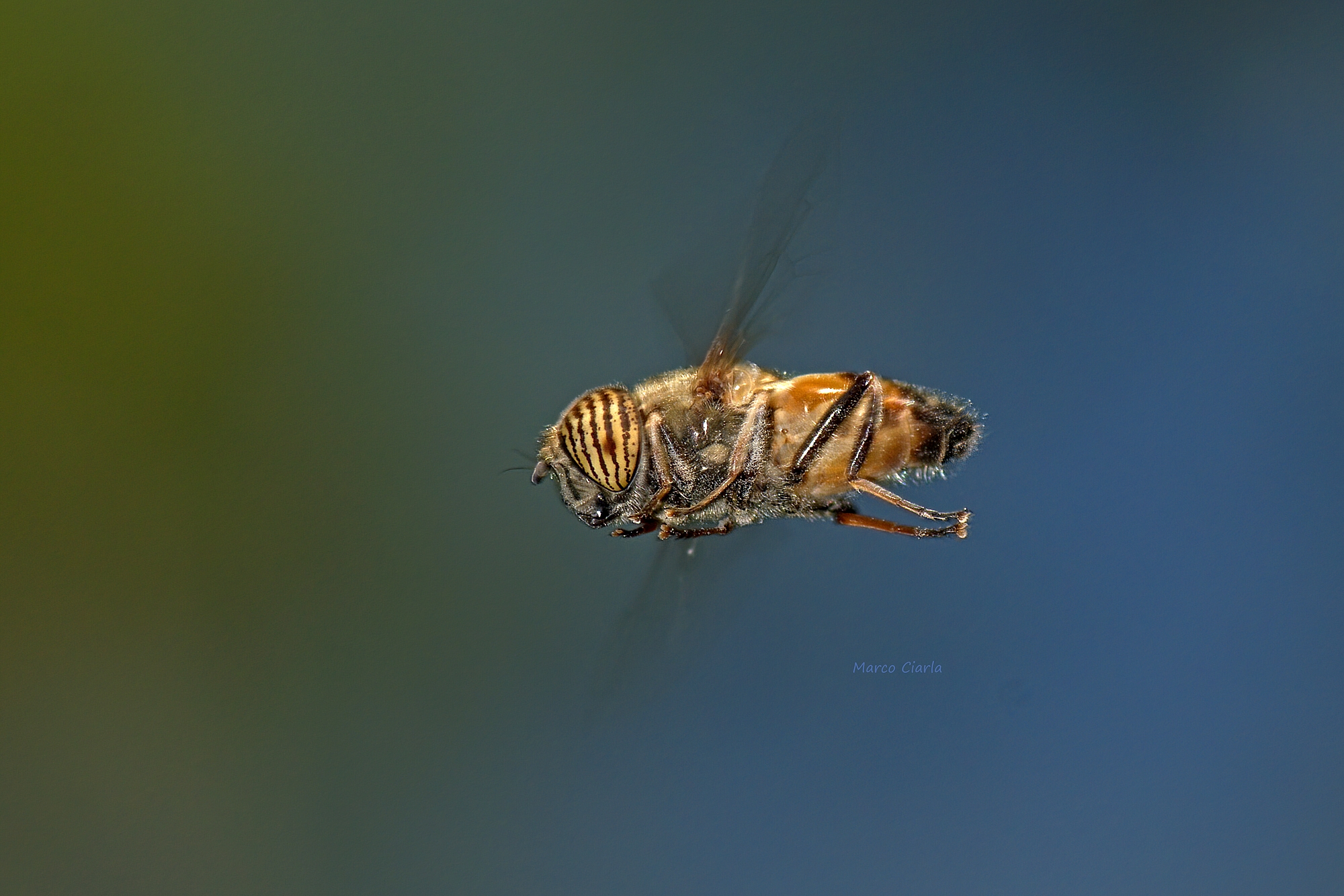 Mosca tigre (Eristalinus taeniops) in volo stazionario