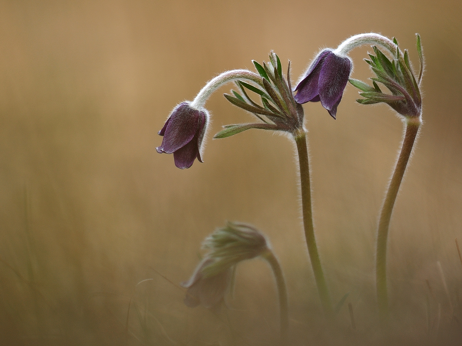 Pulsatilla pratensis subsp. nigricans