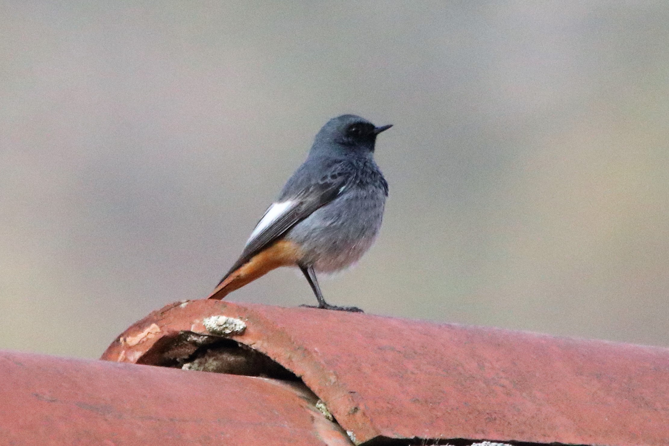 redstart