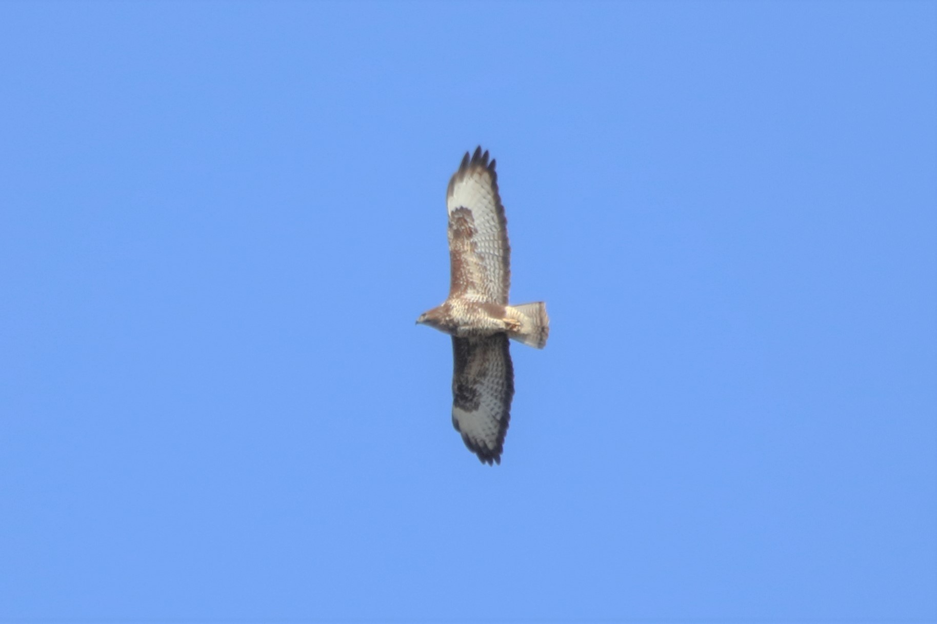 Buzzard