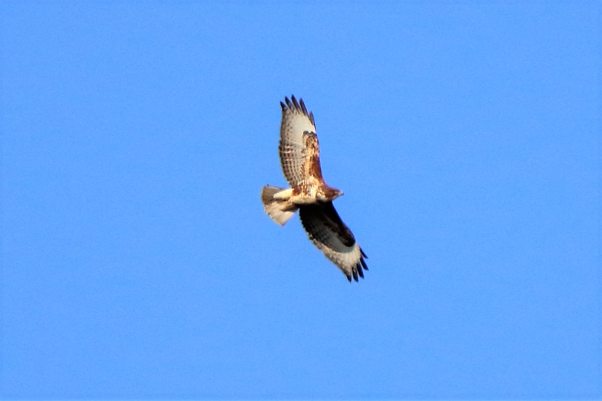 buzzard