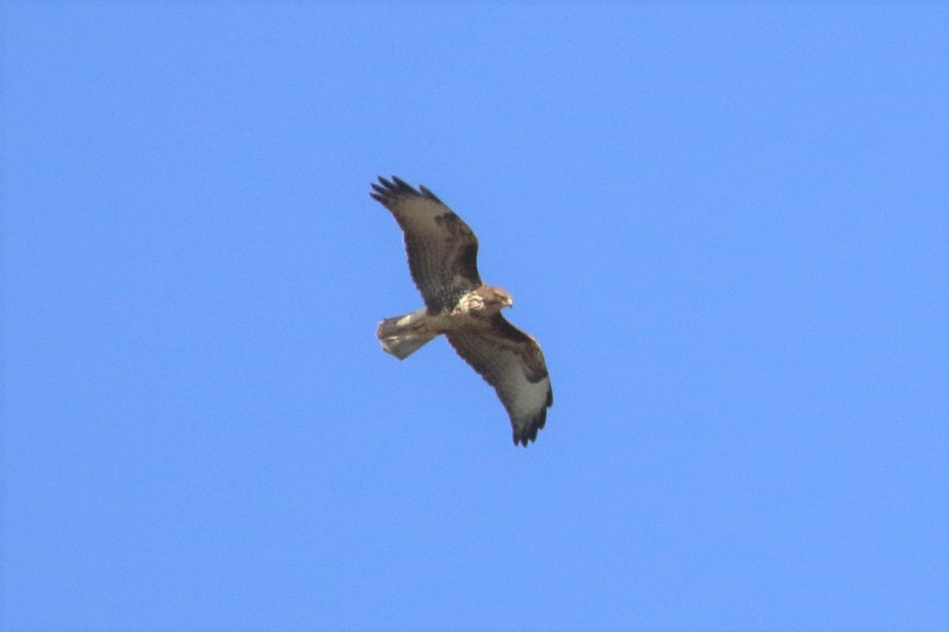 buzzard
