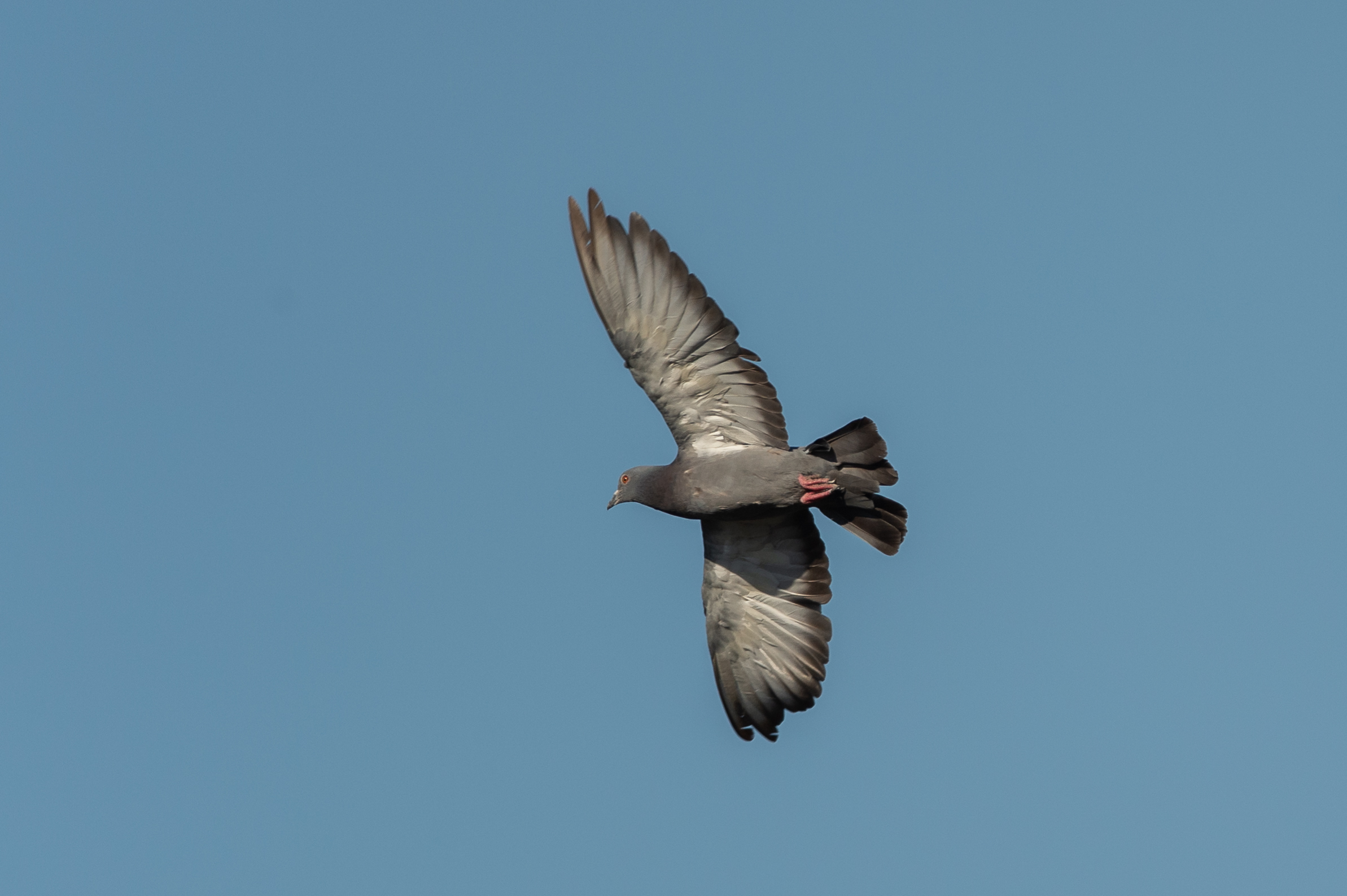 Pigeon