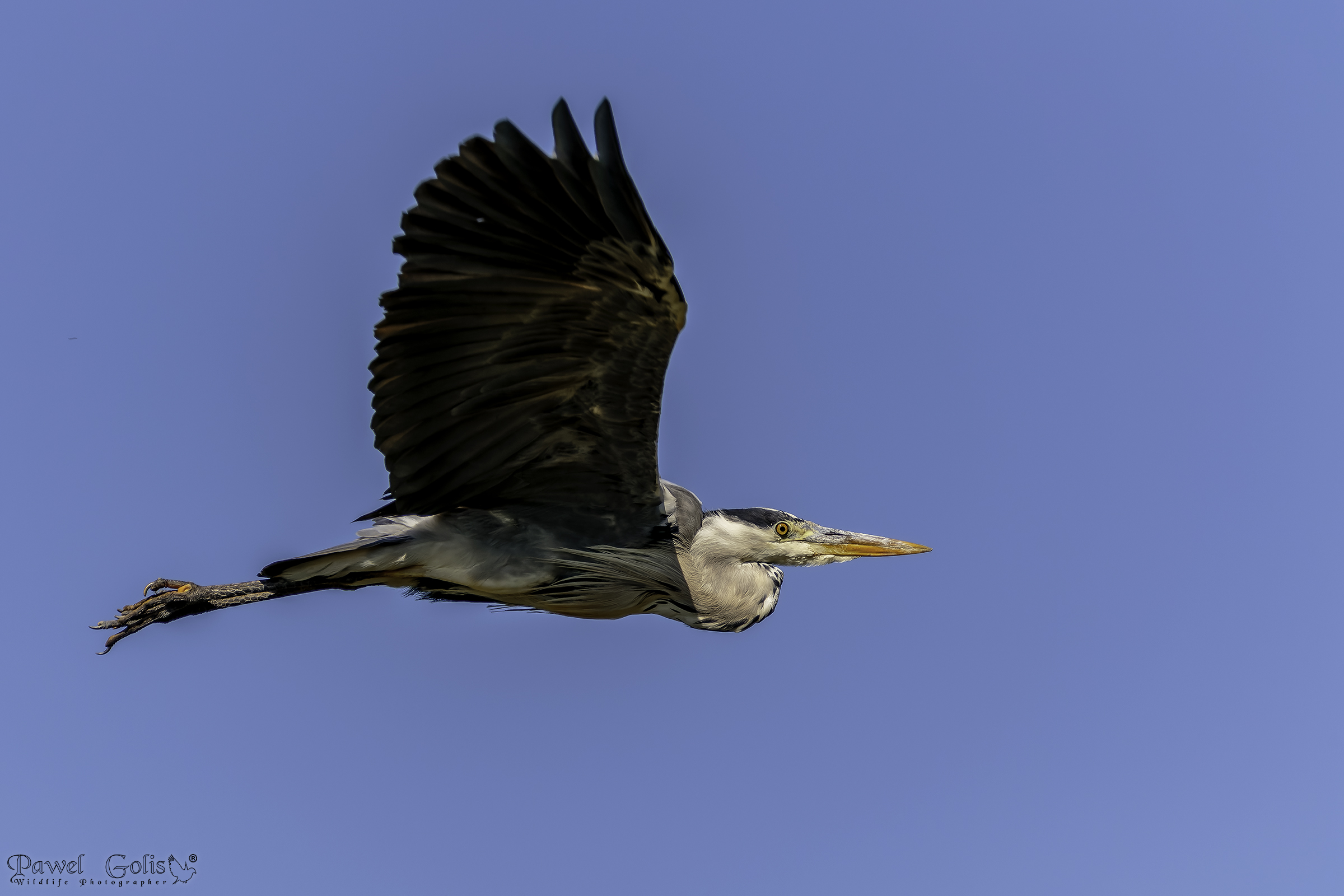 Airone grigio (Ardea cinerea)