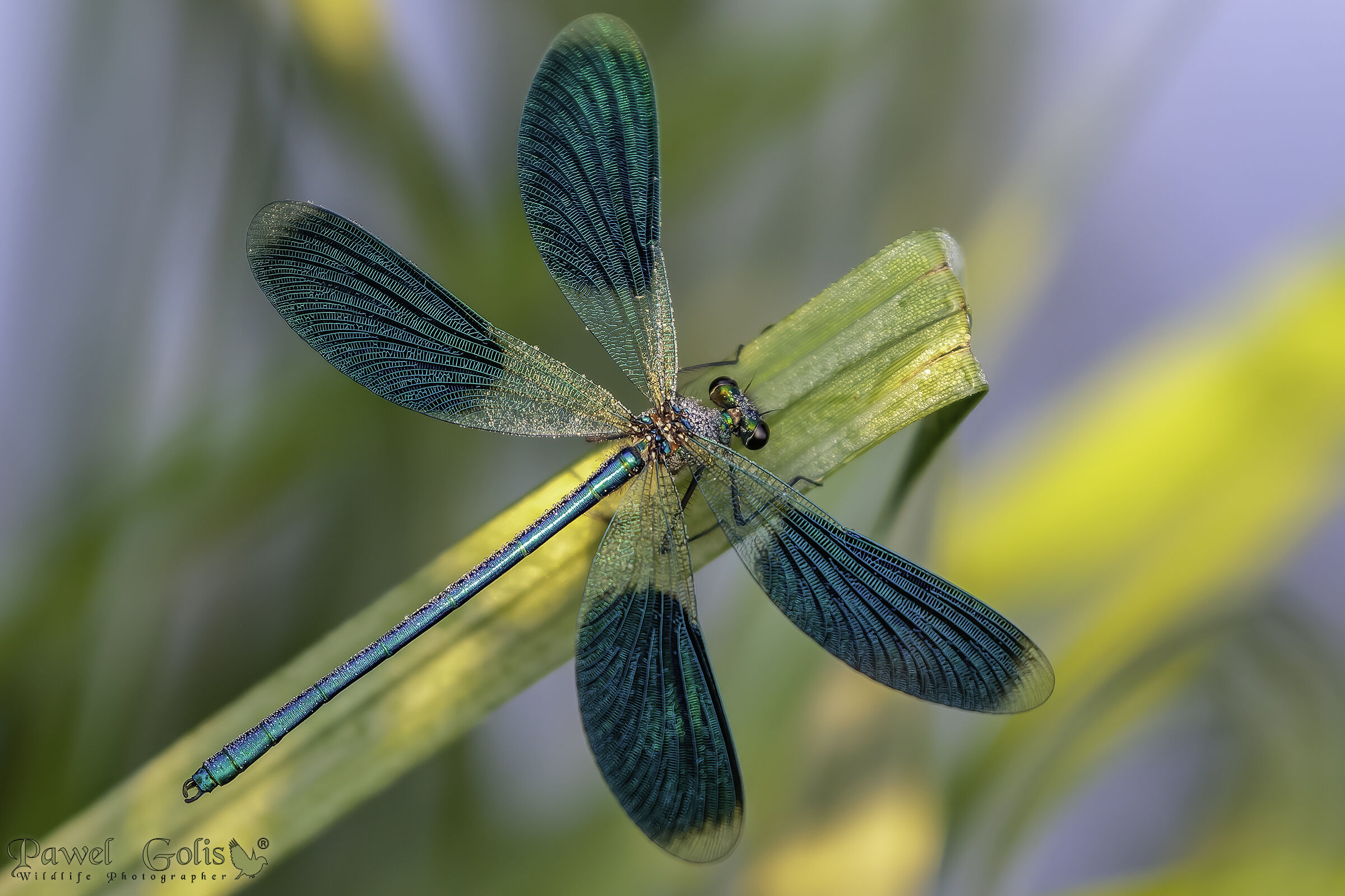 Bella demoiselle (Calopteryx virgo)