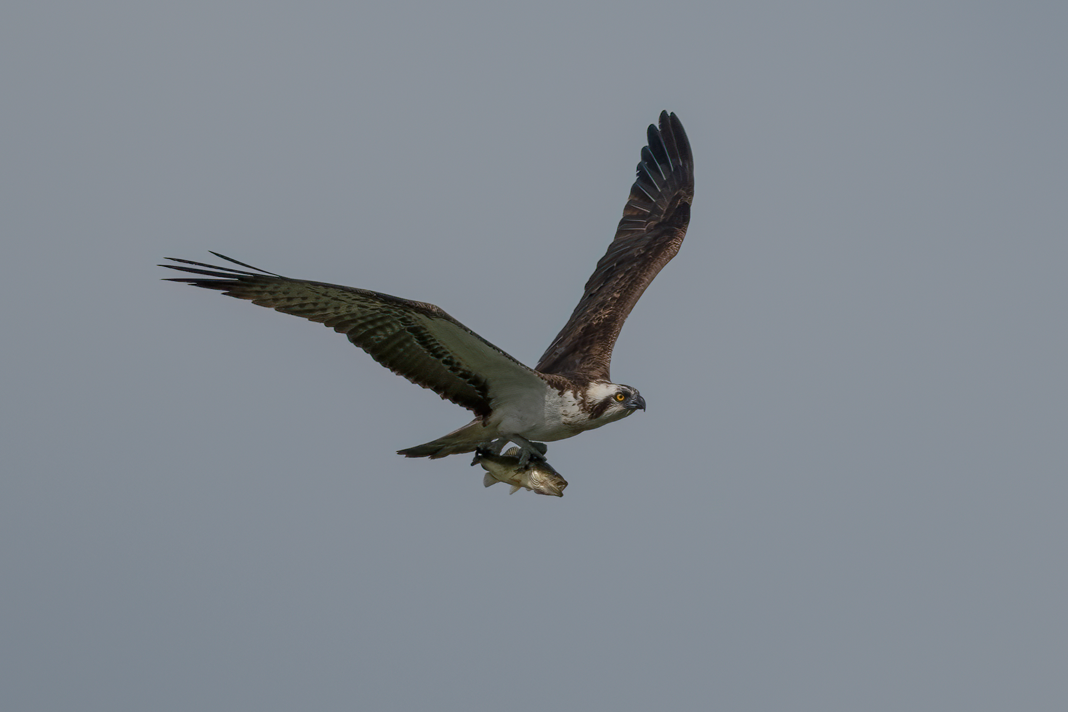 falco pescatore con preda