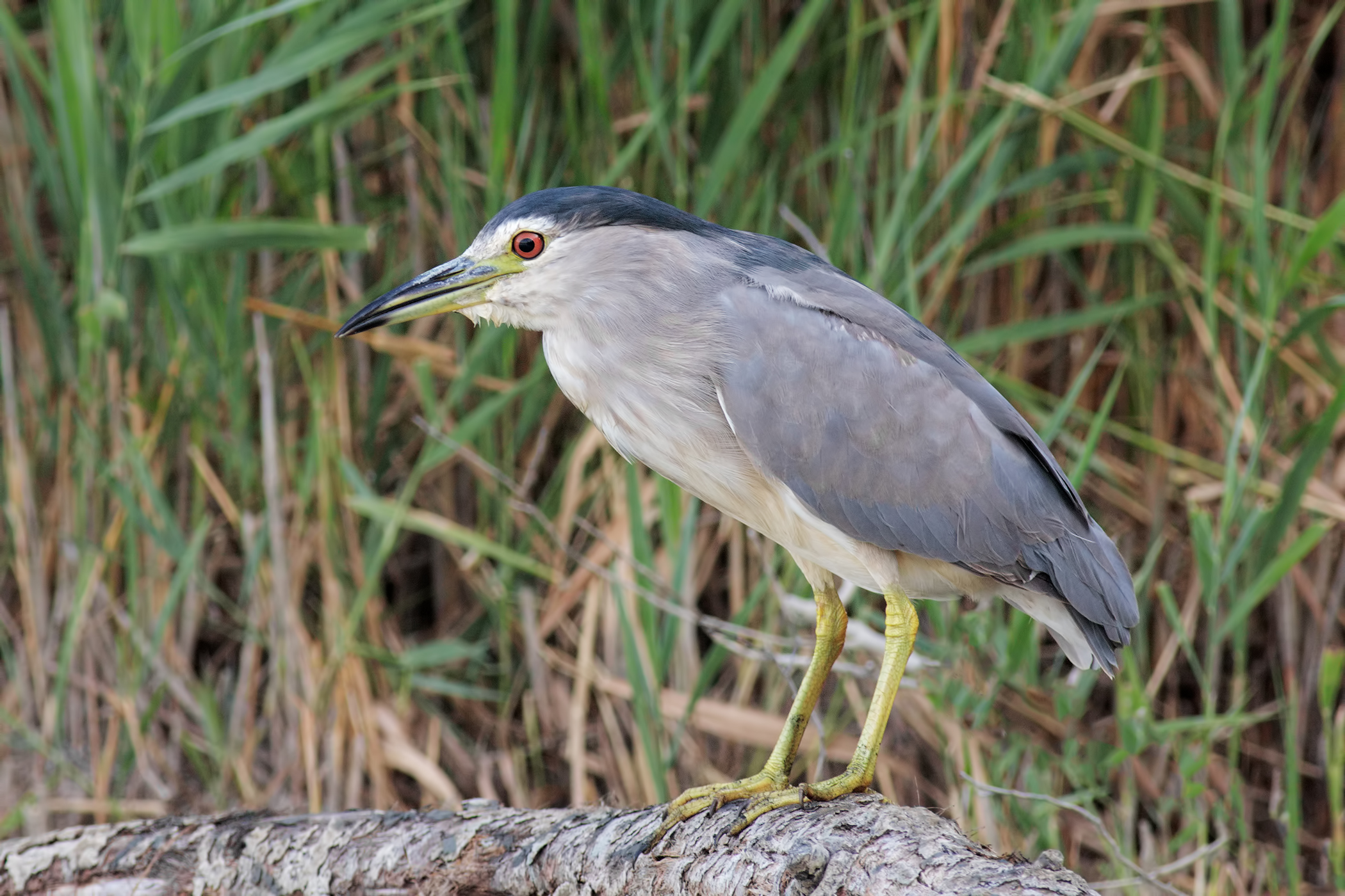 Night heron