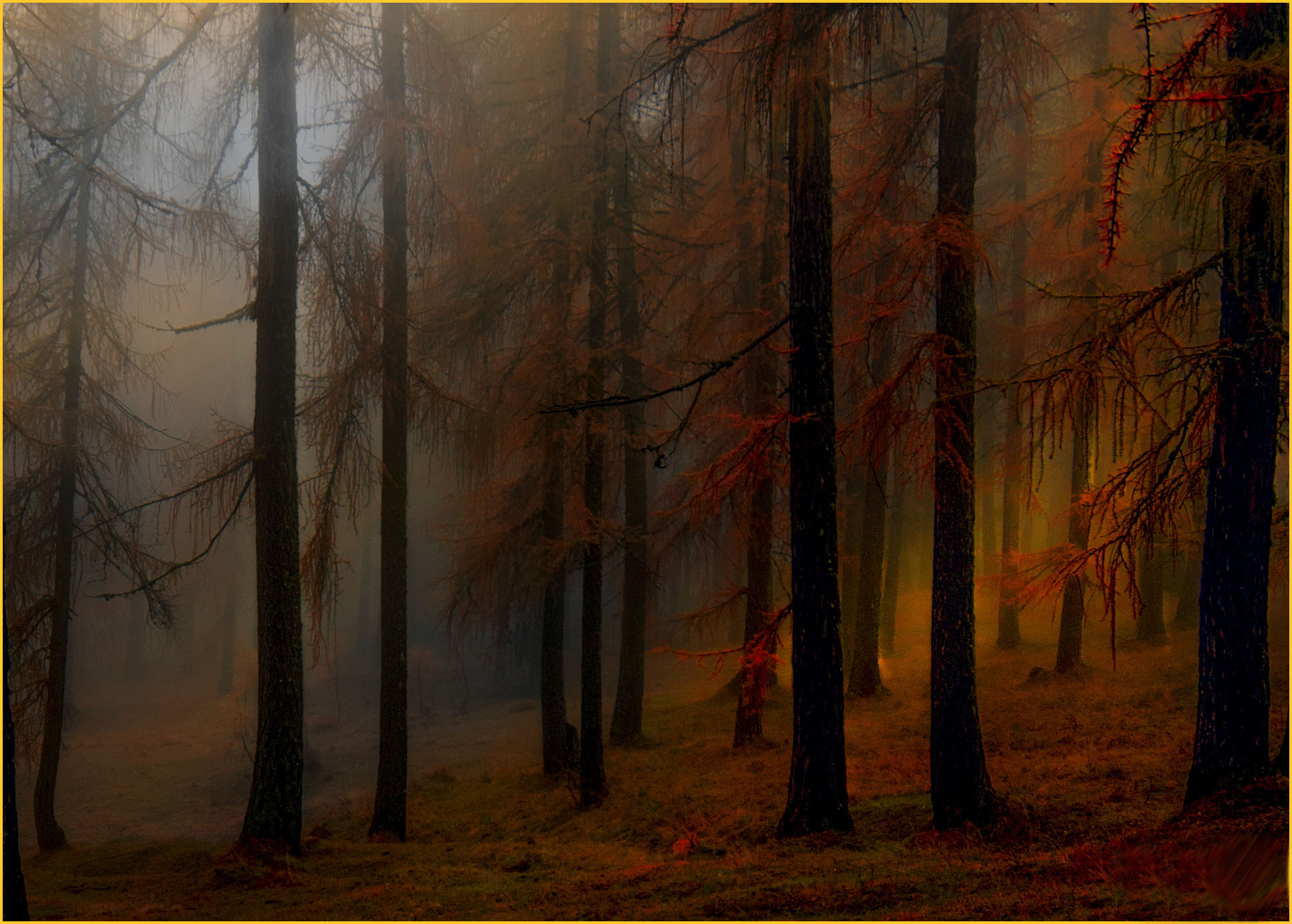 Inside the forest of Somadida