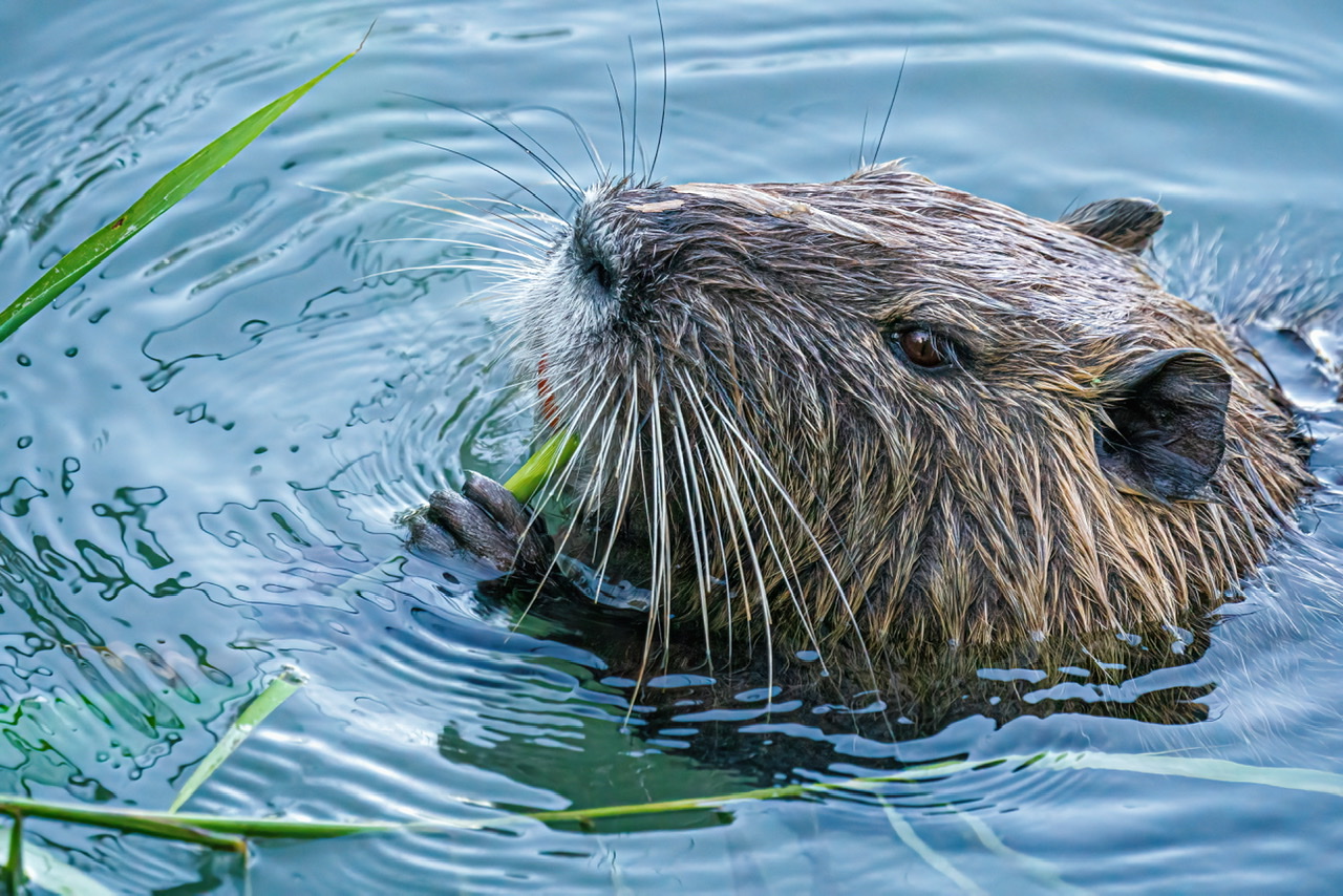 Nutria femmina