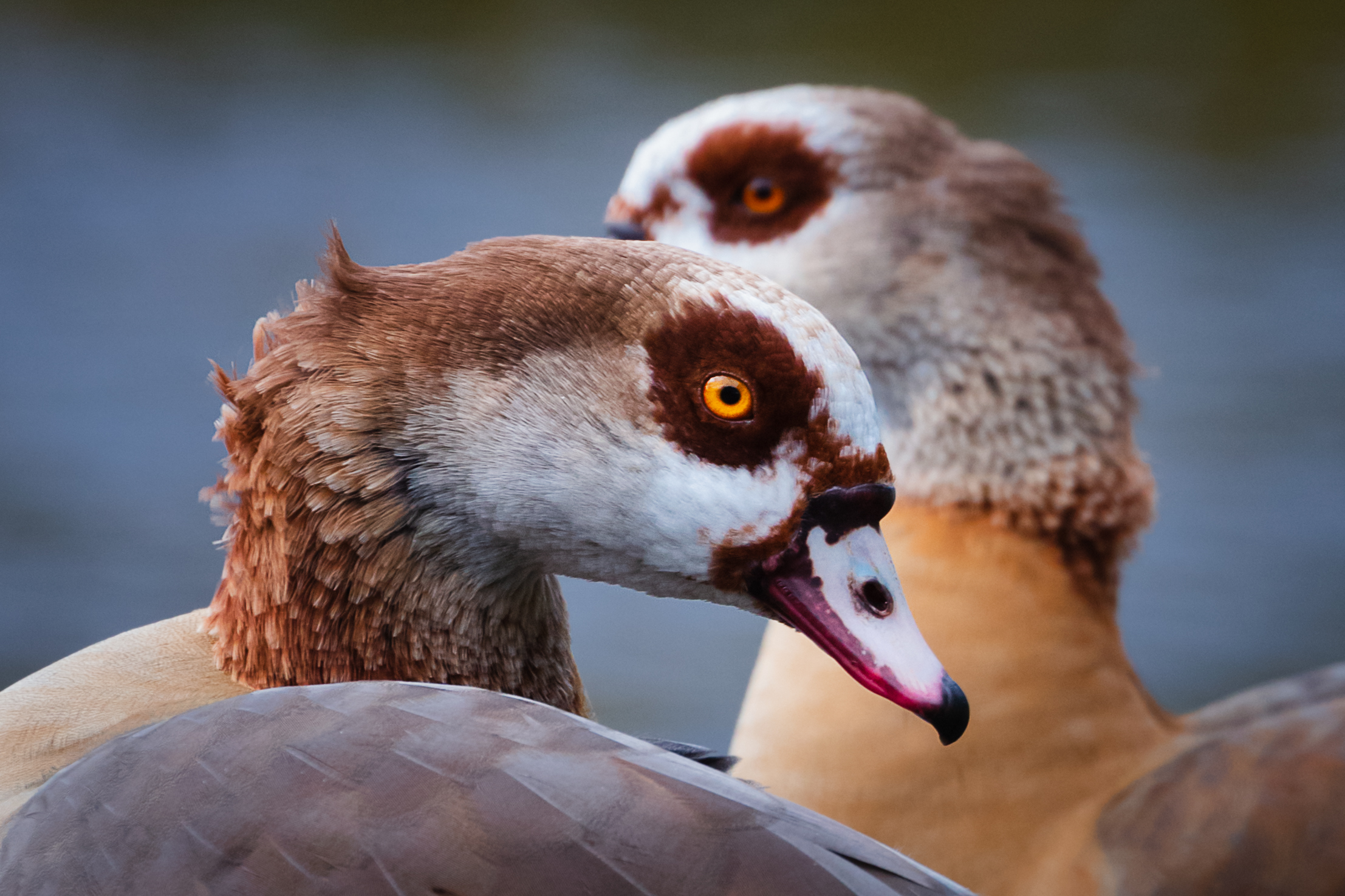 Egyptian Goose