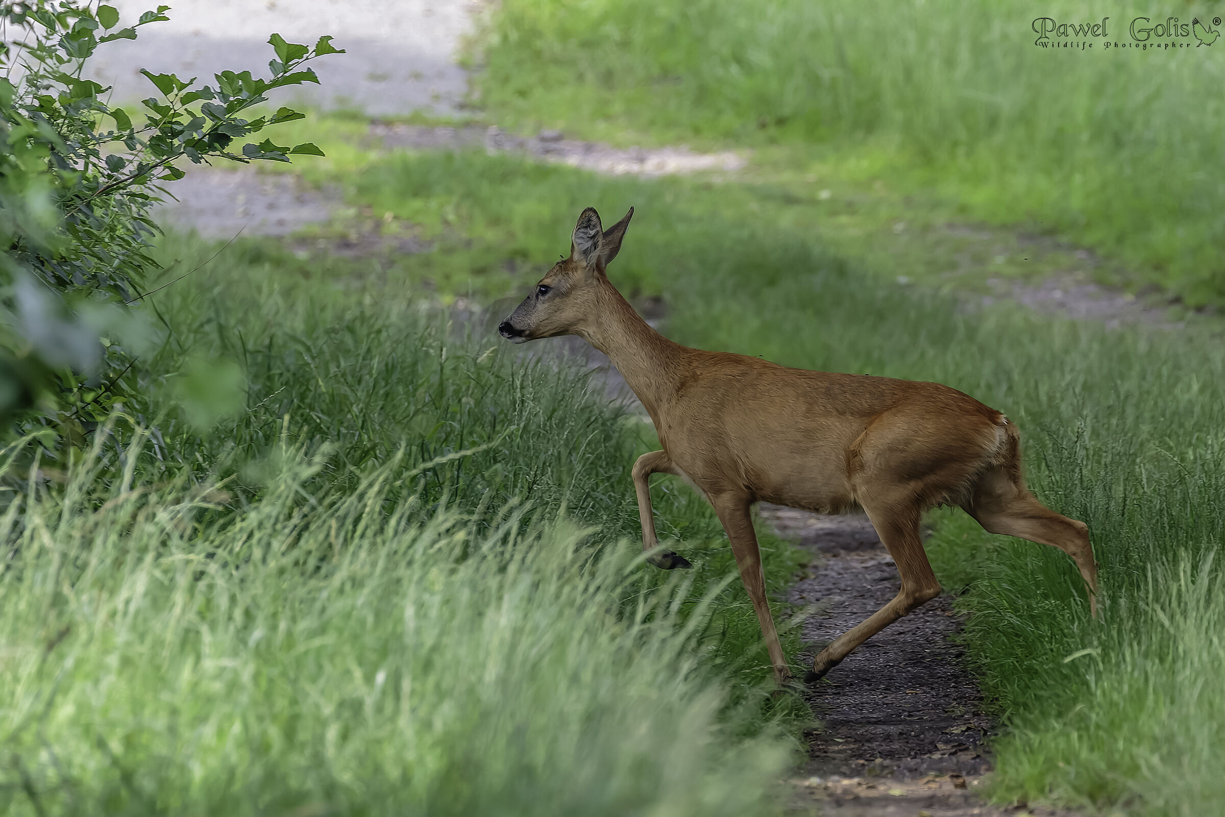 Capriolo (Capreolus capreolus)
