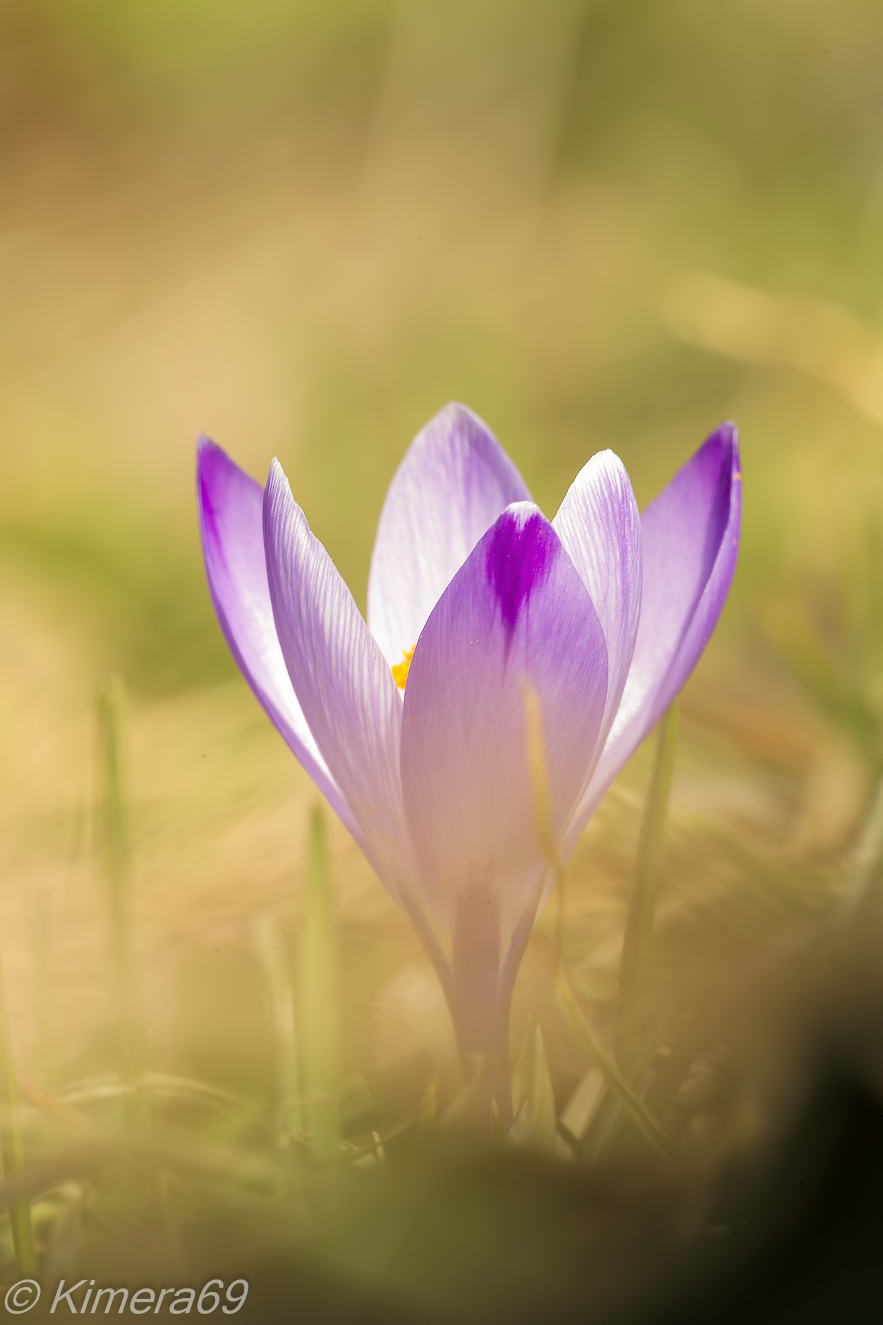 Crocus