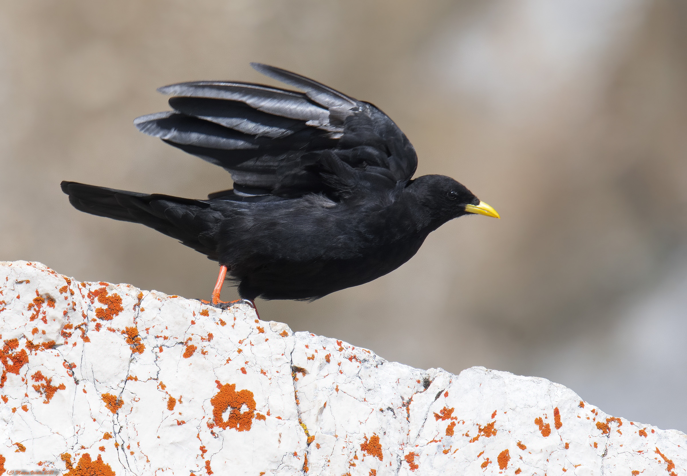 Gracchio alpino (Pyrrhocorax graculus)