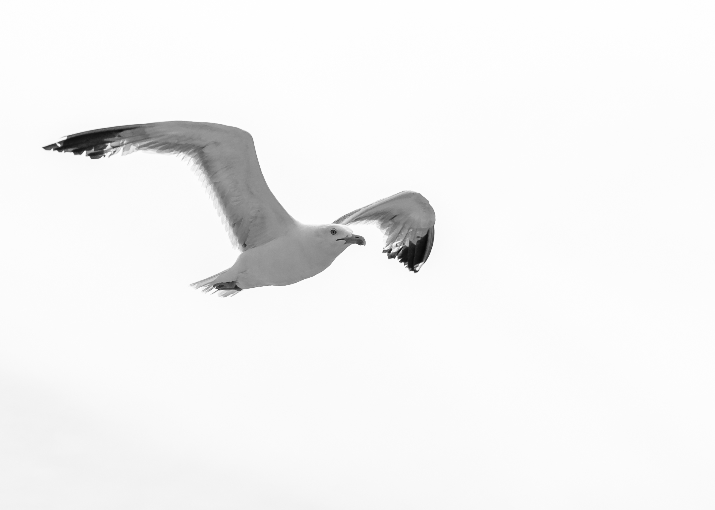#2 Gabbiano in B&W