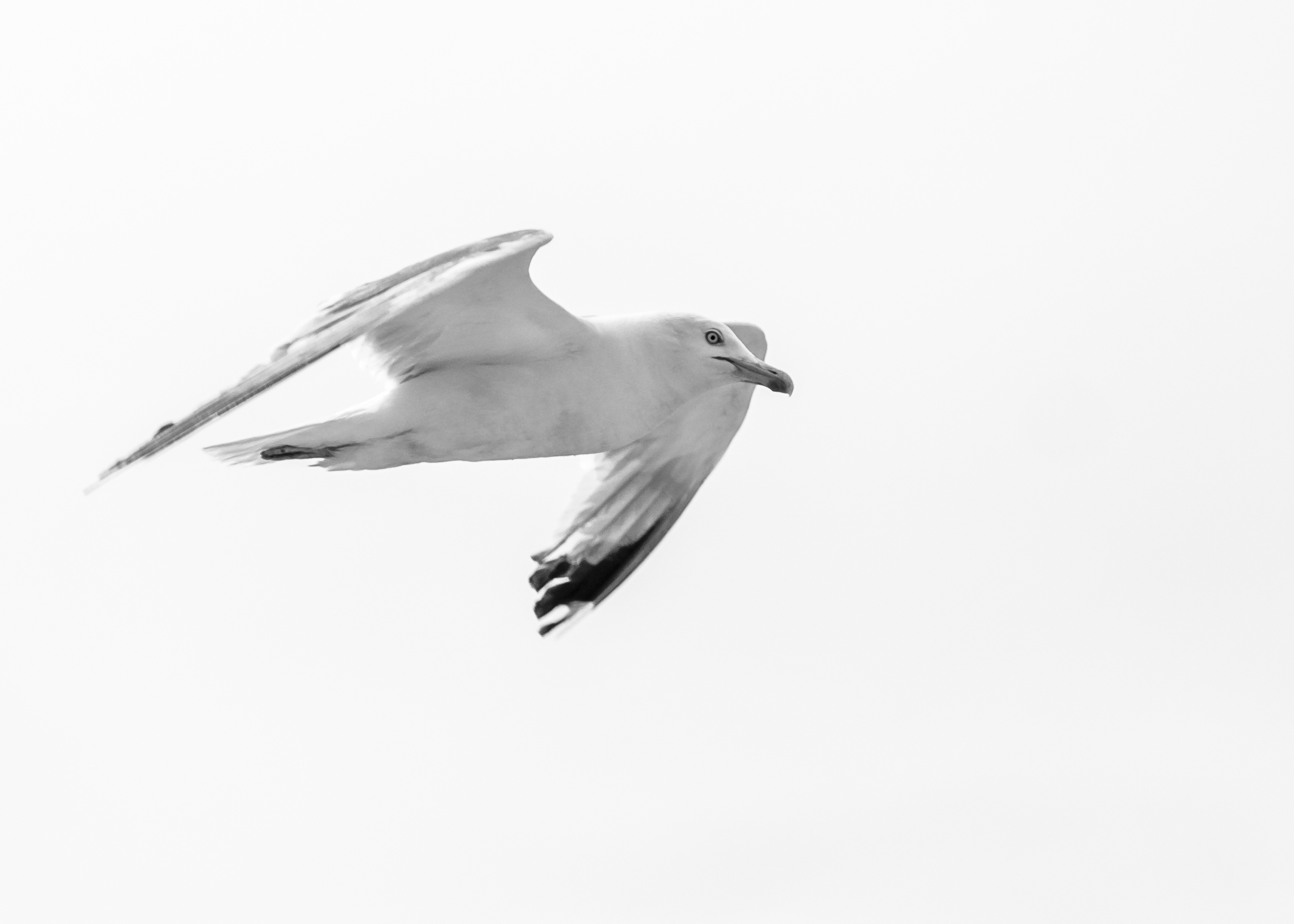 #3 Seagull in B&W
