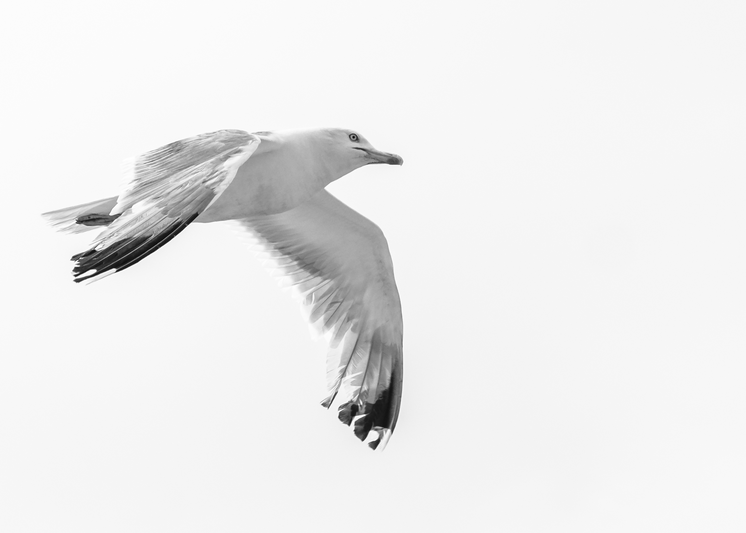 #4 Seagull in B&W