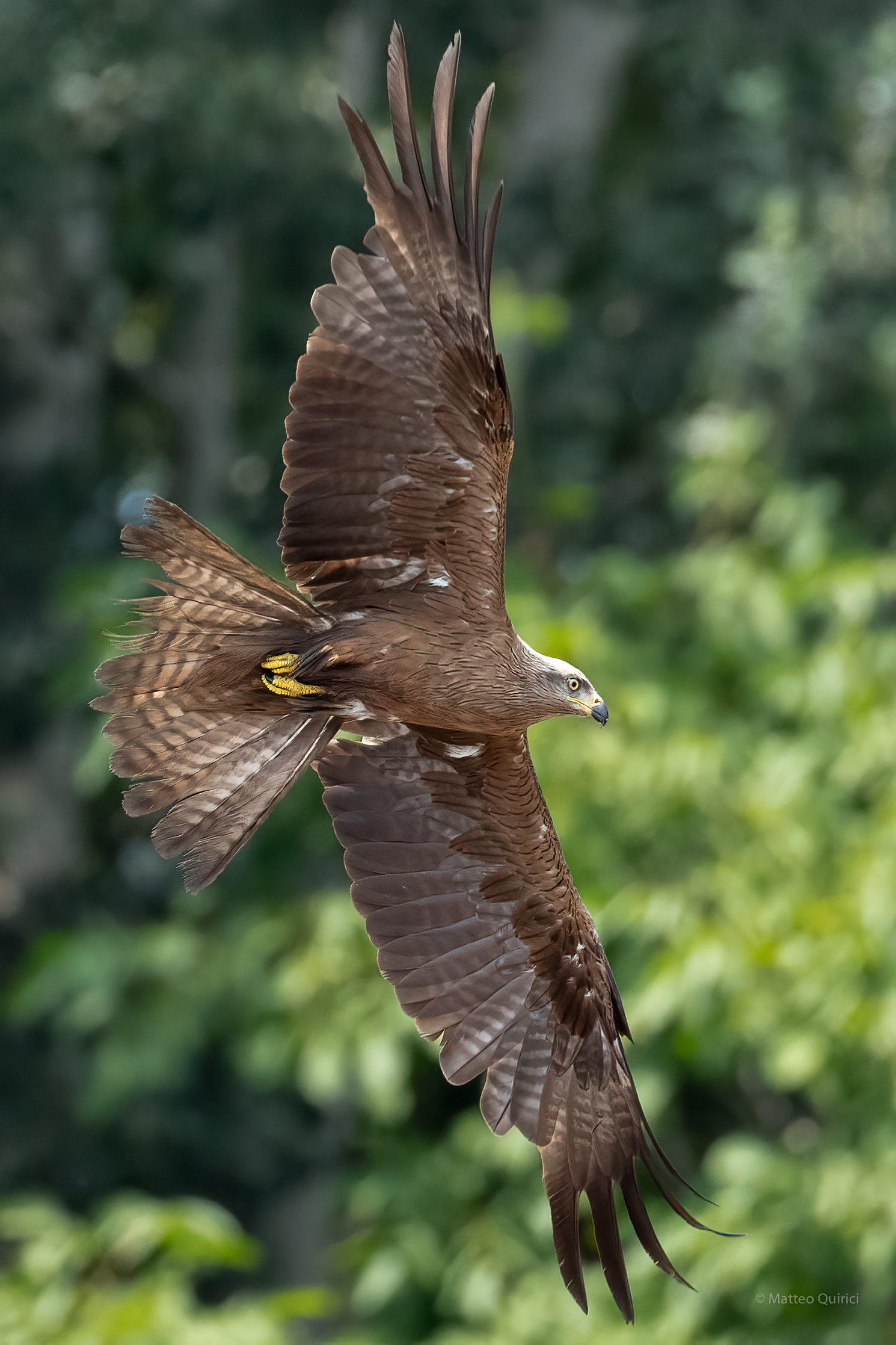Black kite