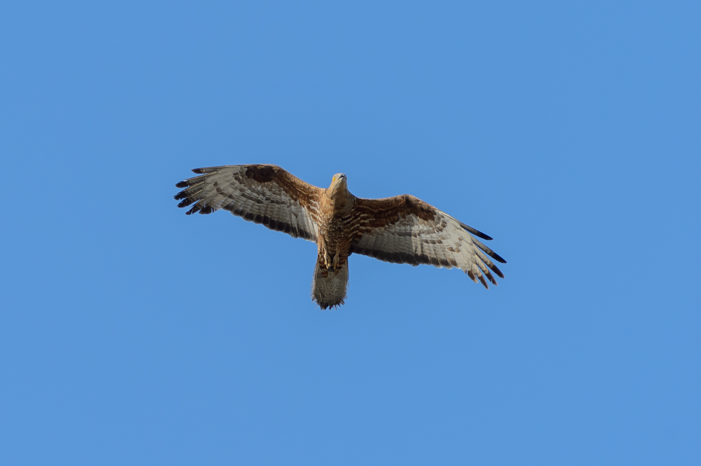 Harrier eagle