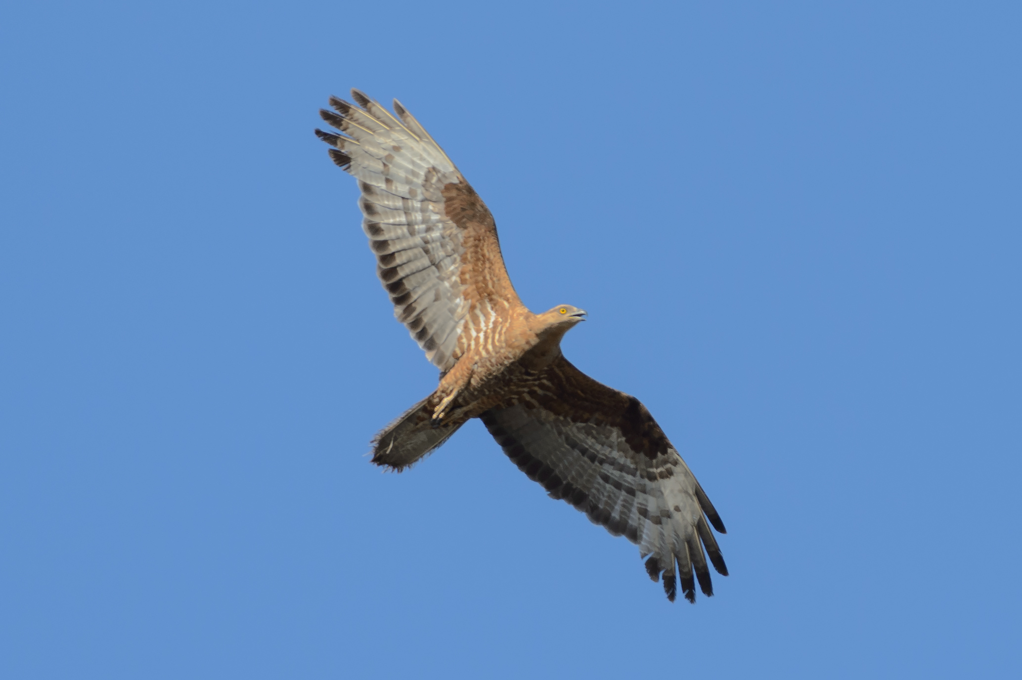 Harrier eagle