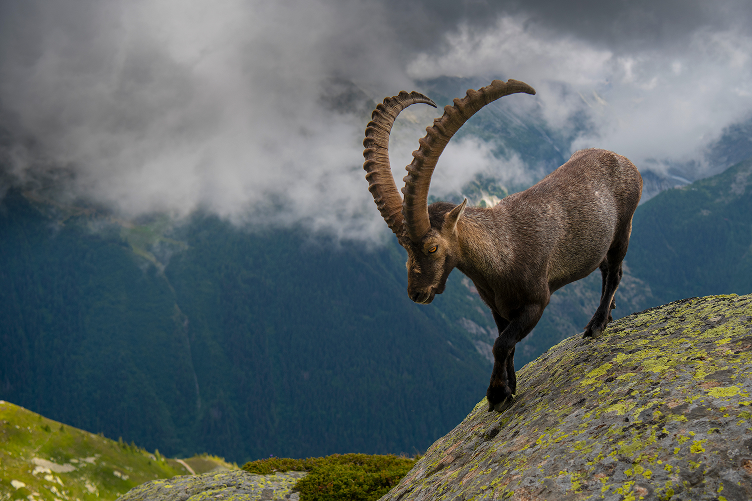 Stambecco sulle alpi francesi