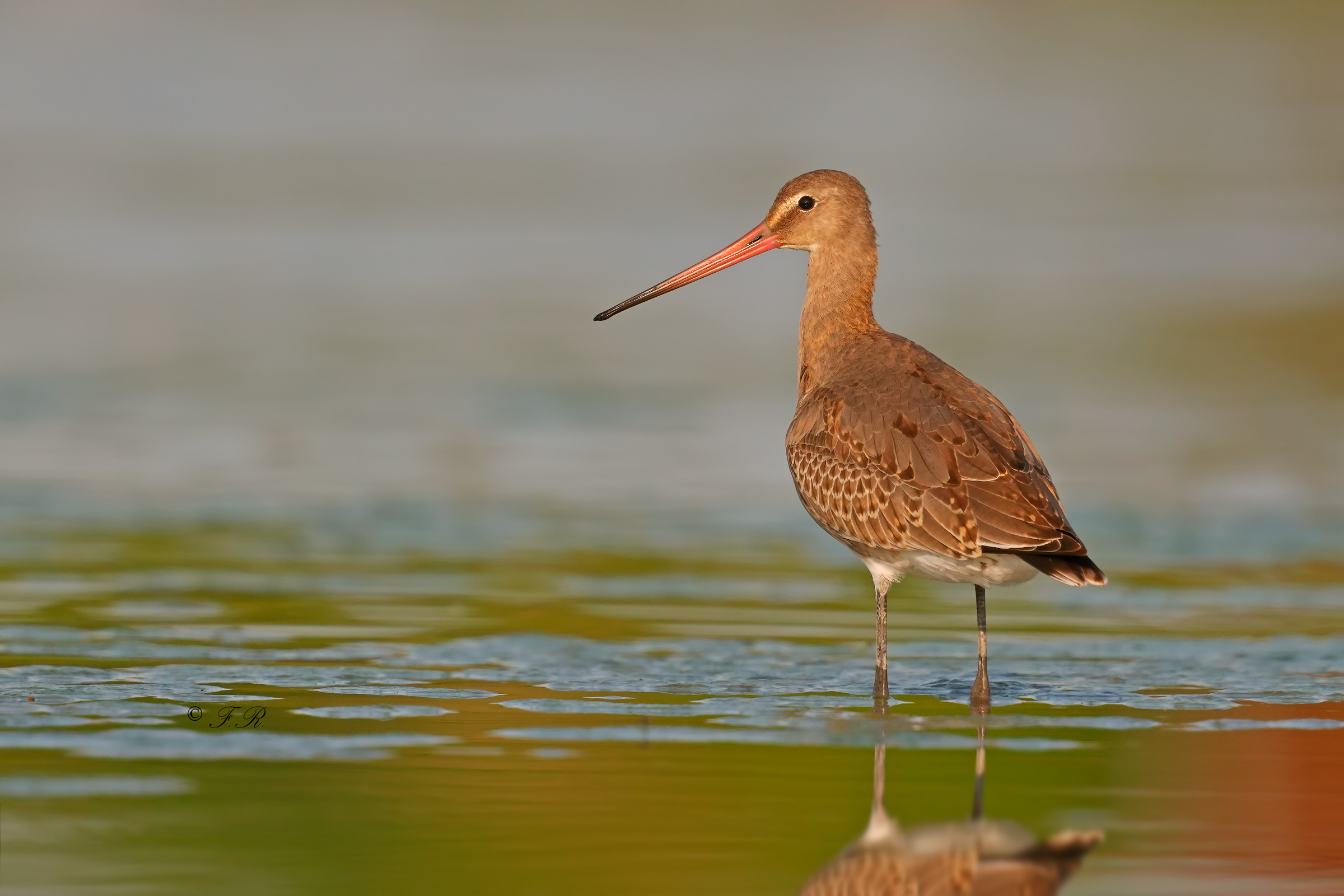 black-tailed godwit