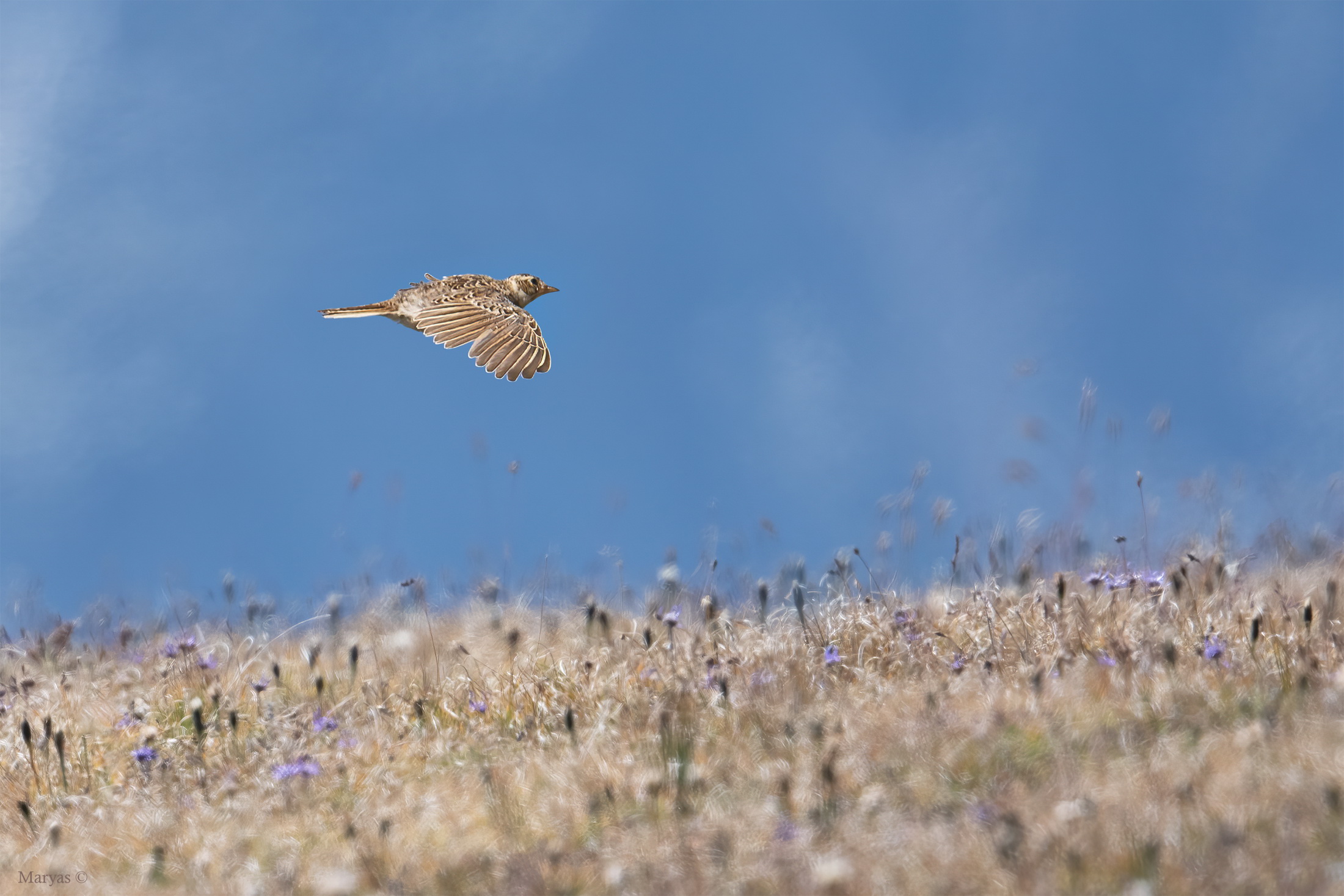 The migration of the Plover
