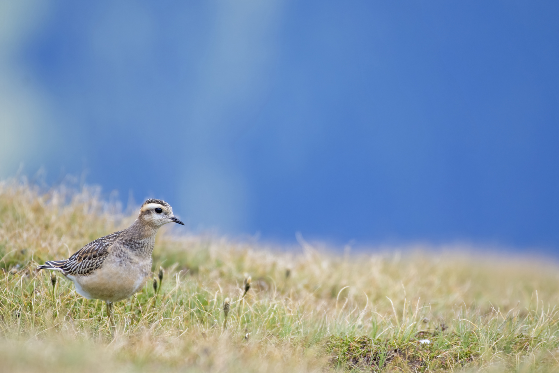 Tortolino plover